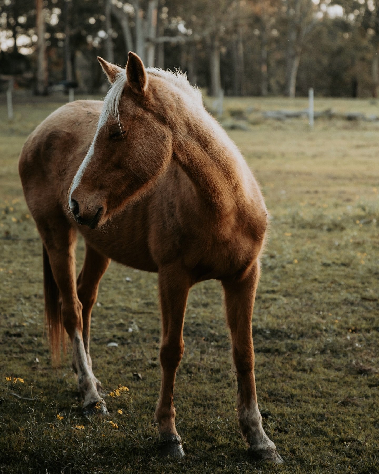 Spotted this beautiful horse on the way home from a shoot just enjoying this golden afternoon light 🐴 
&bull;
&bull;
&bull;
#goldenhour #goldenhourphotography #goldenhourlight #horse #horsephotographer #horsephotograpy