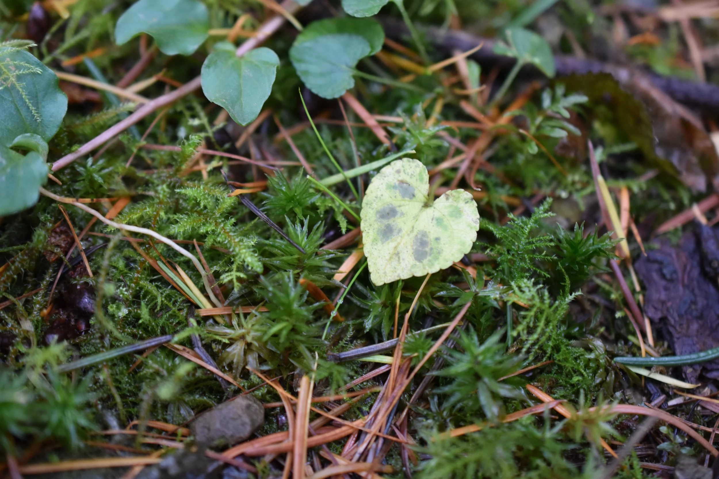 happy new year // hello 2024