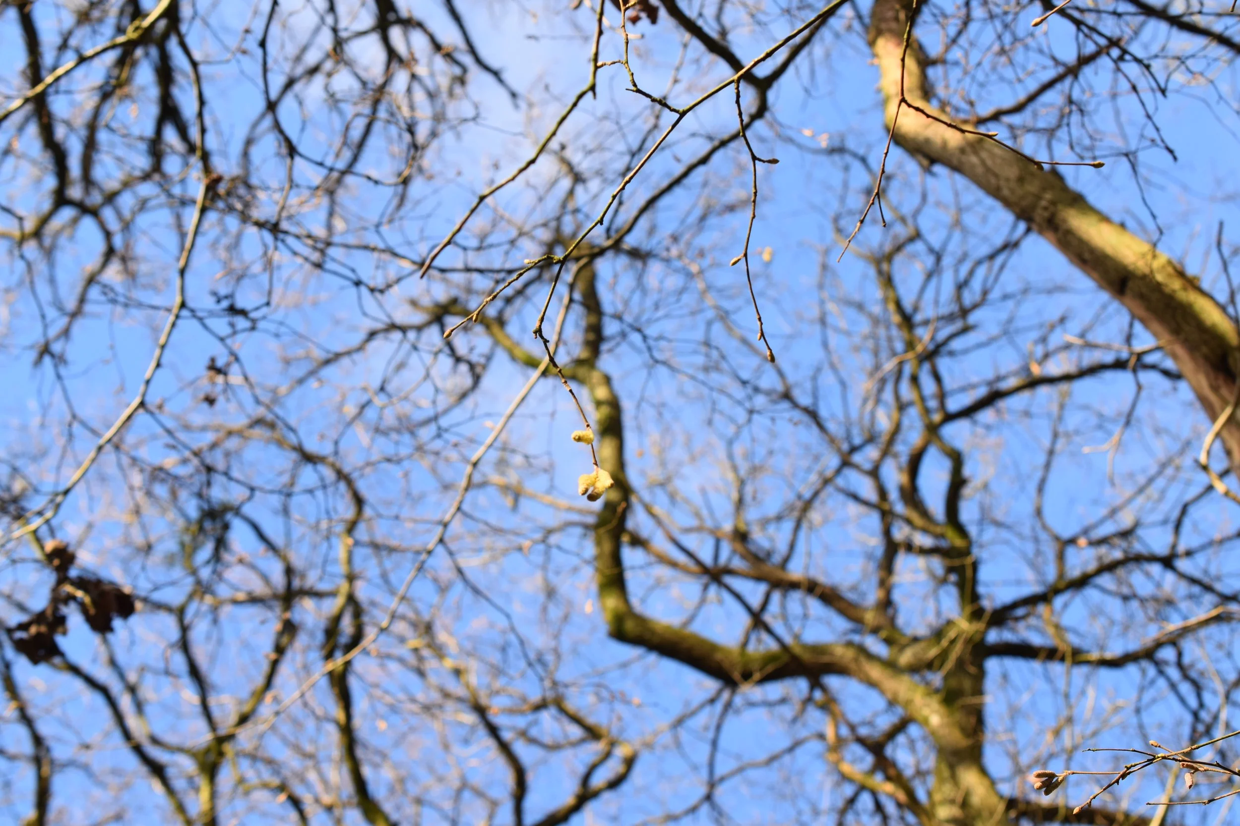 DSC_0169.JPG