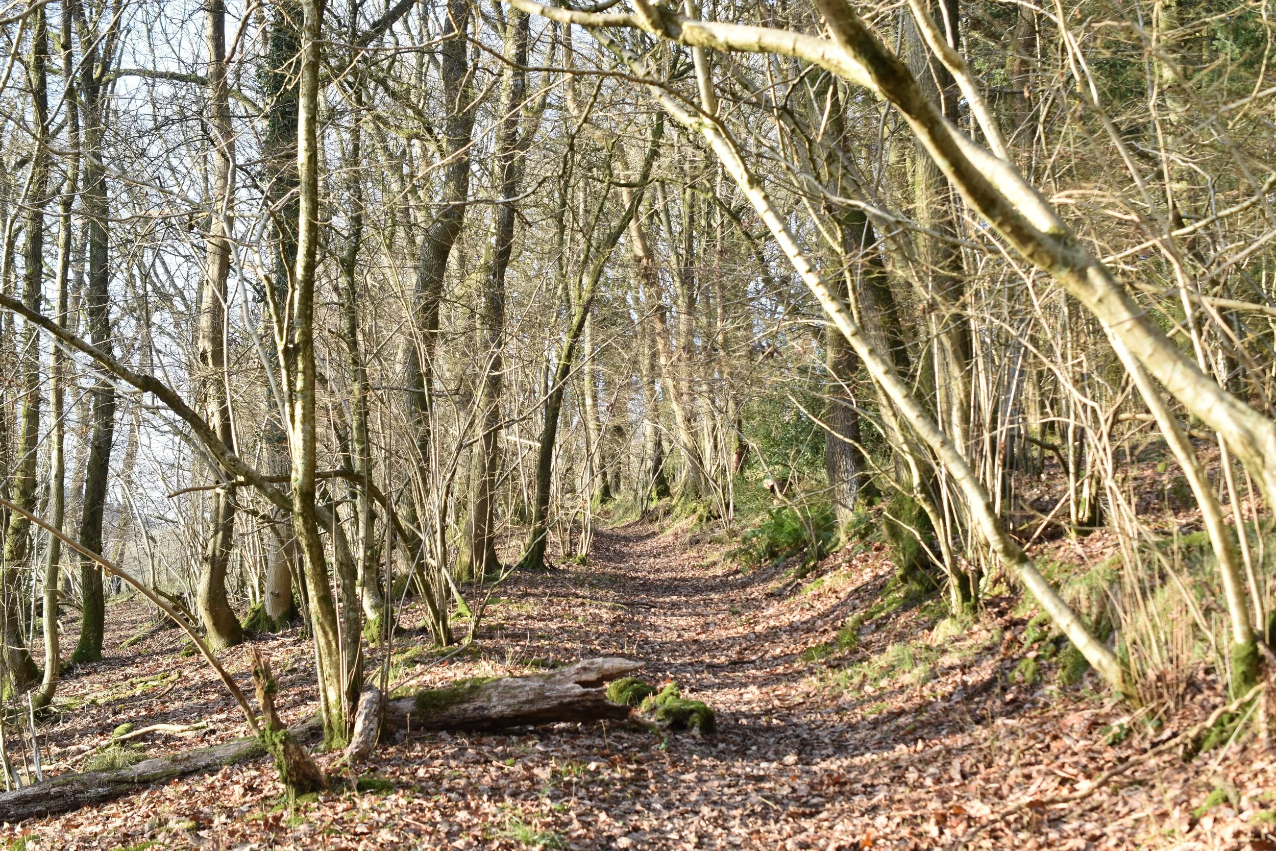DSC_0175.JPG