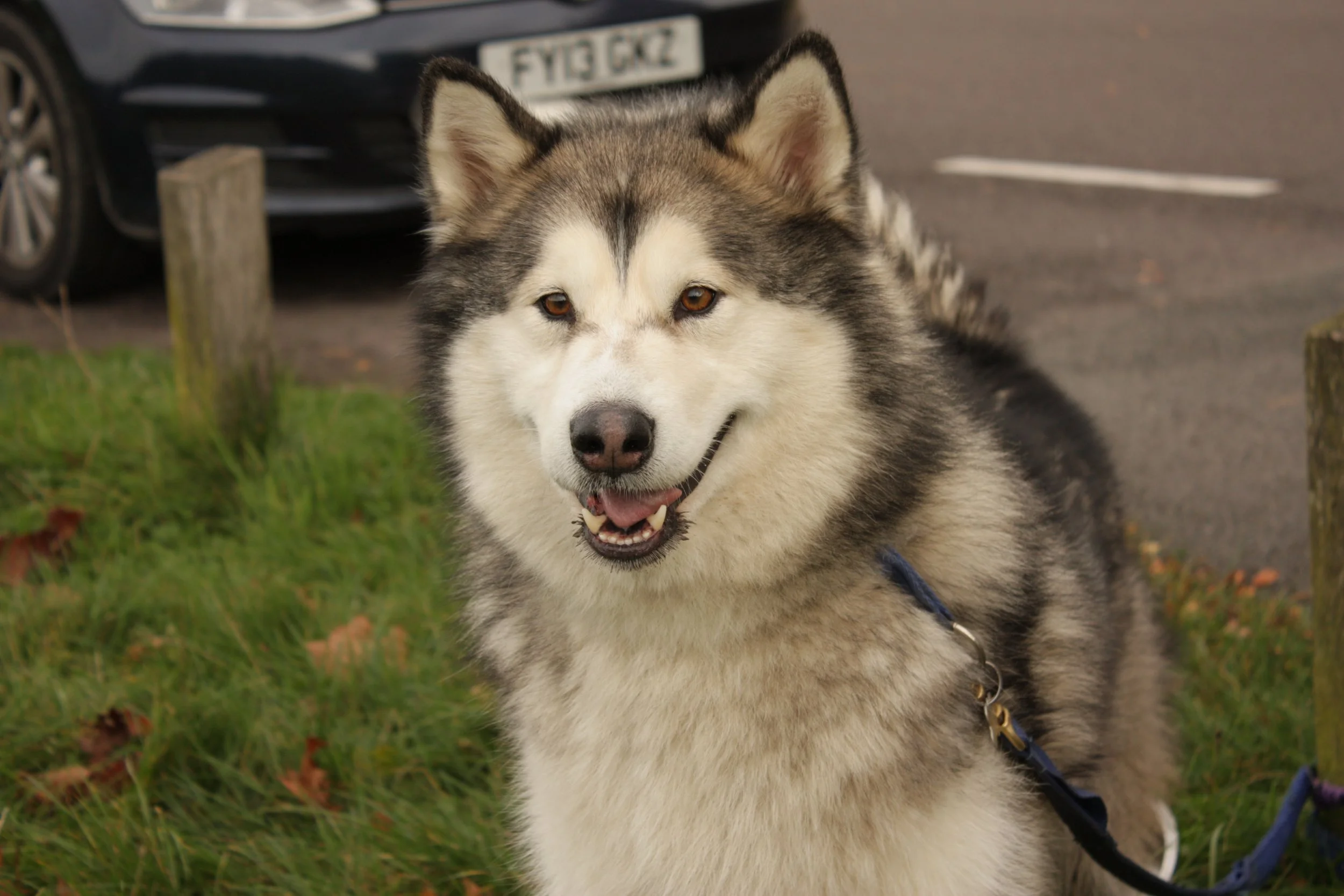 Masked Wolf ‘AWPD’C – Zorro