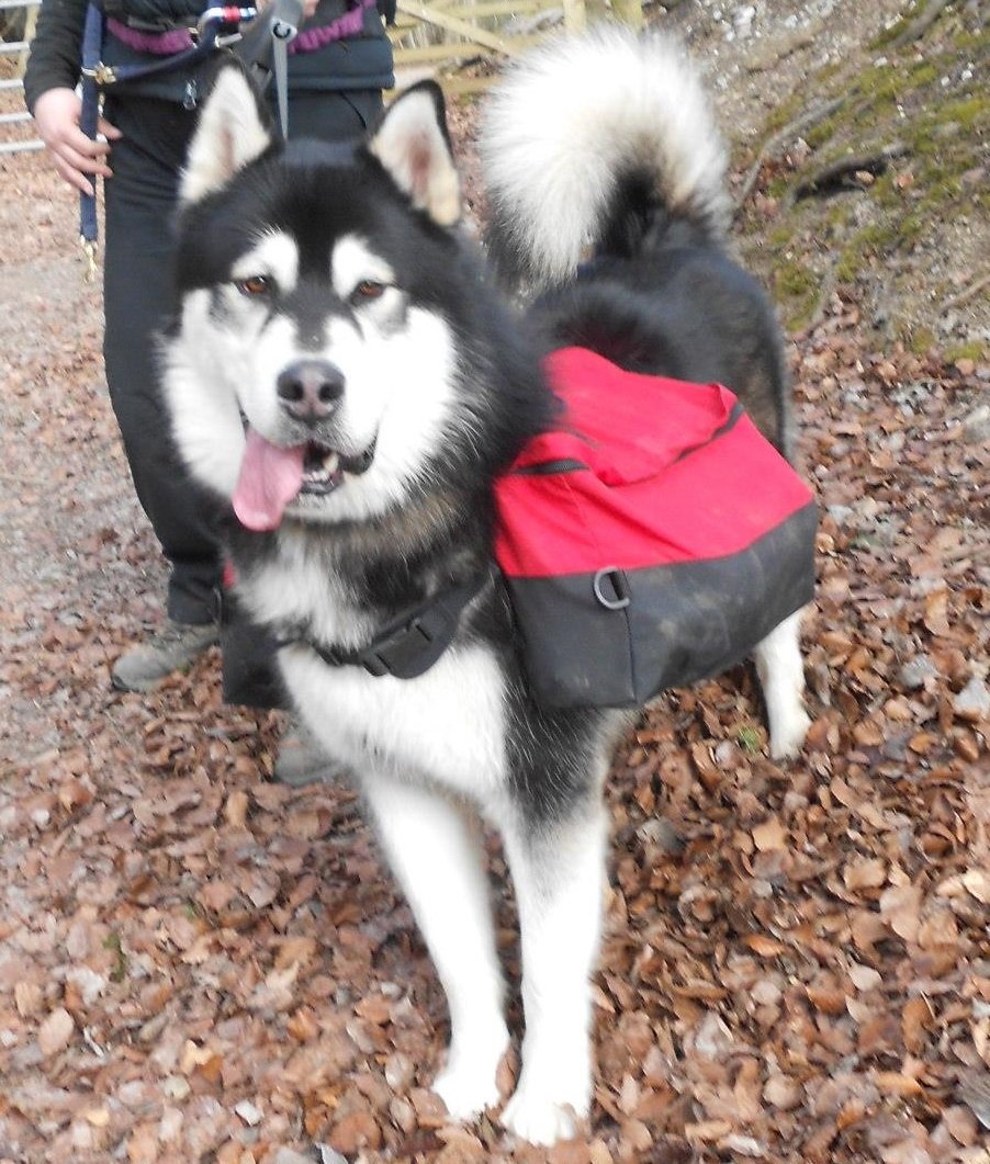 Wolfraven Roo’s Dark River at BlueKaneq WTD’ WPD’ WWPD’ AWPD’B’S’ AWTD’C – Sirius
