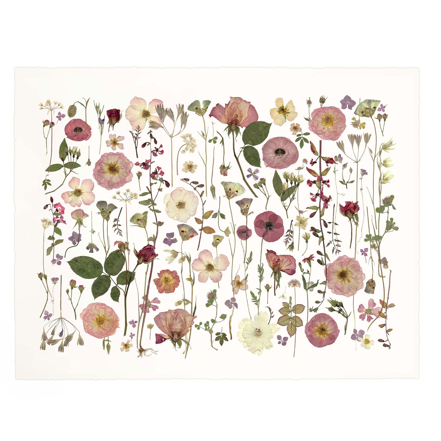 Pressed Flower Botanical Art - Roseala — Domain of The Flowerings
