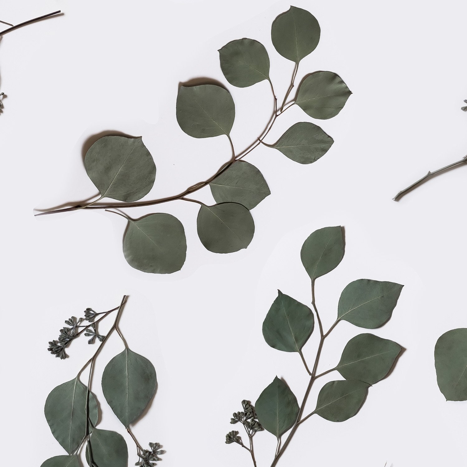 Eucalyptus-2x.jpg