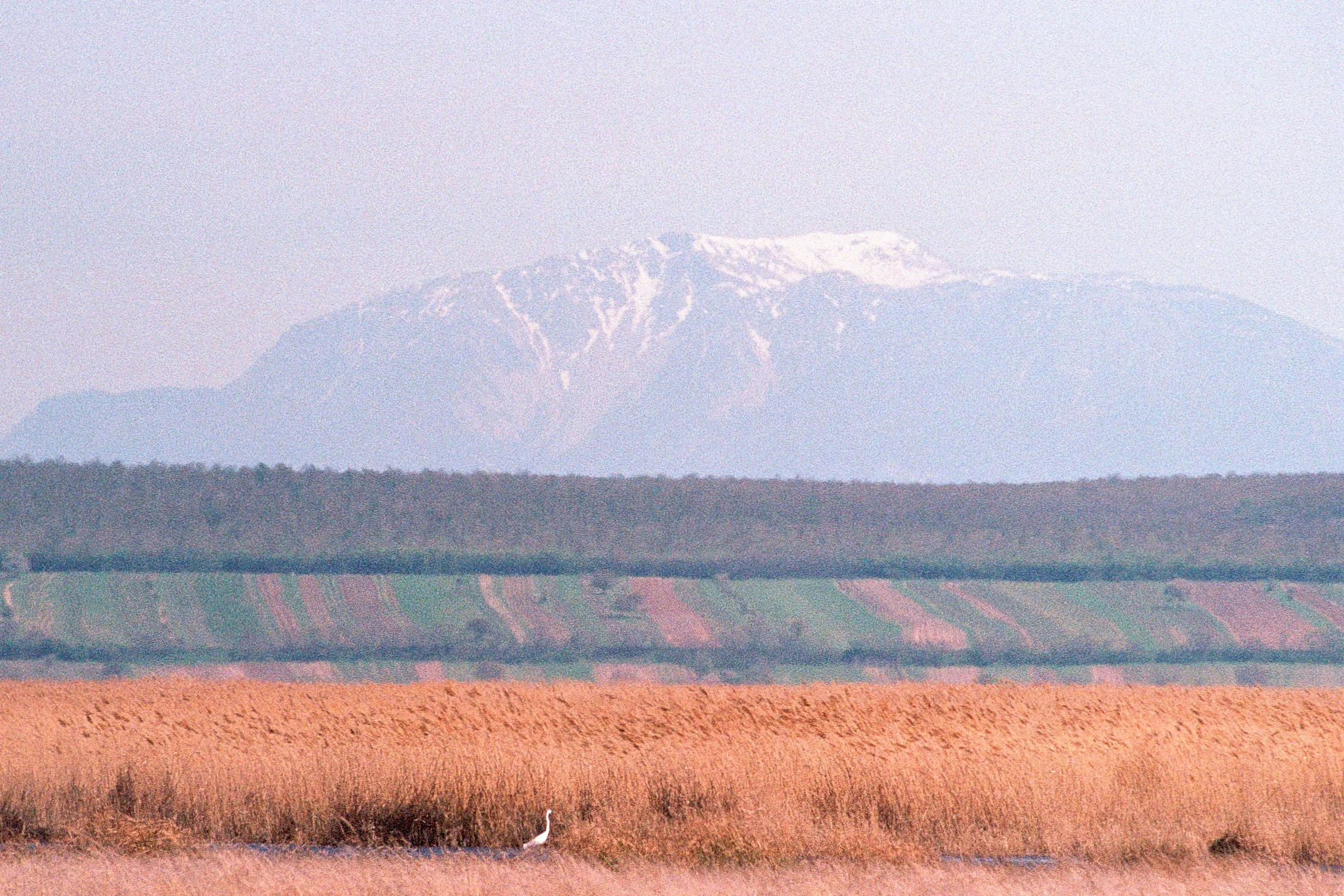 Neusiedlersee 2025 (9).jpg