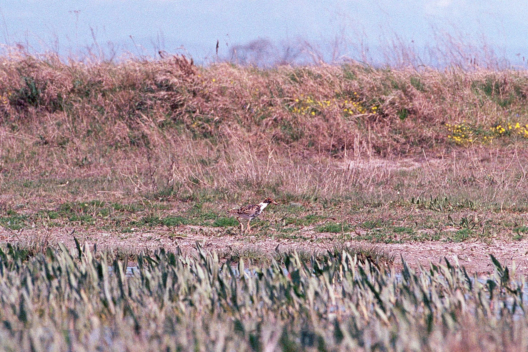 Neusiedlersee 2025 (6).jpg