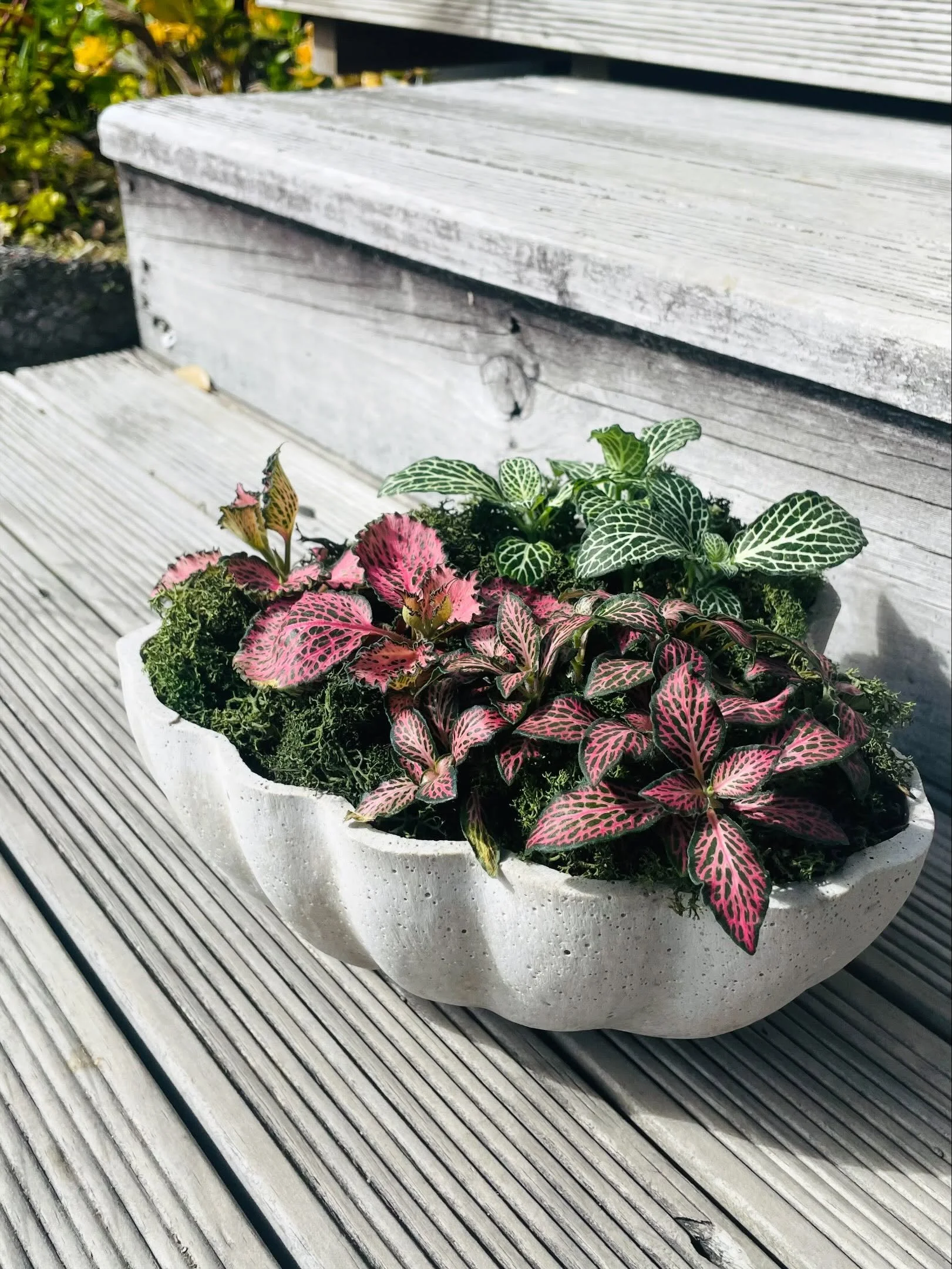 It&rsquo;s not all tea&rsquo;s n tonics - we also have these Plant bowls, organic seeds, Essences &amp; crystals - all helping make life sweeter in every way at the apothecary.

Hours:
Mon + Wed + Fri
10 - 3pm

Saturday
9 - 3pm

🌸🌸🌸🌸🌸

#apotheca