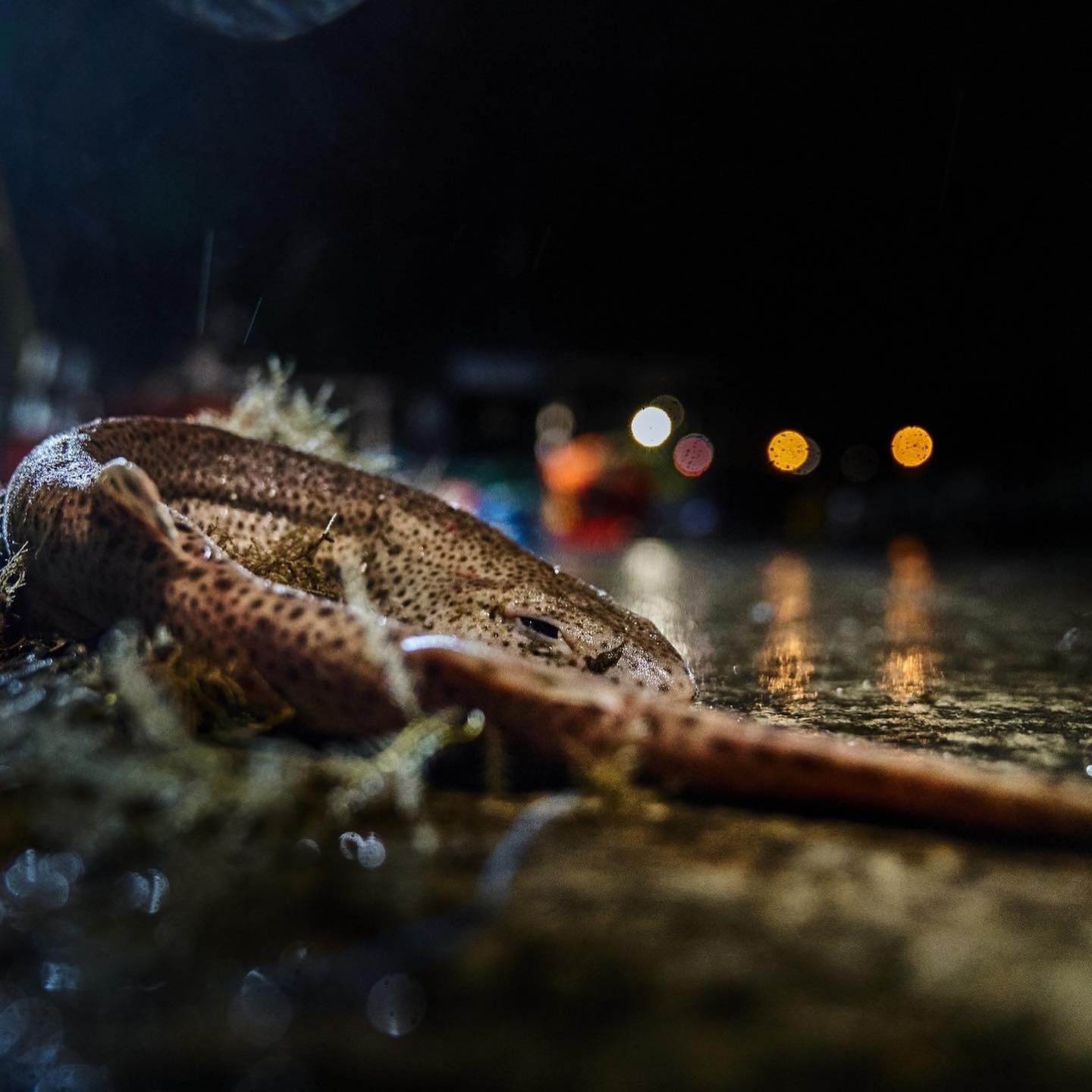 🇫🇷Sharks n supermarkets (or poissonneries if we&rsquo;re being fancy n French) - Not to be confused with patisseries which will ruin your day if you mess that one up 🥐

🎣So if you didn&rsquo;t see my story here&rsquo;s the craic, when I&rsquo;m o