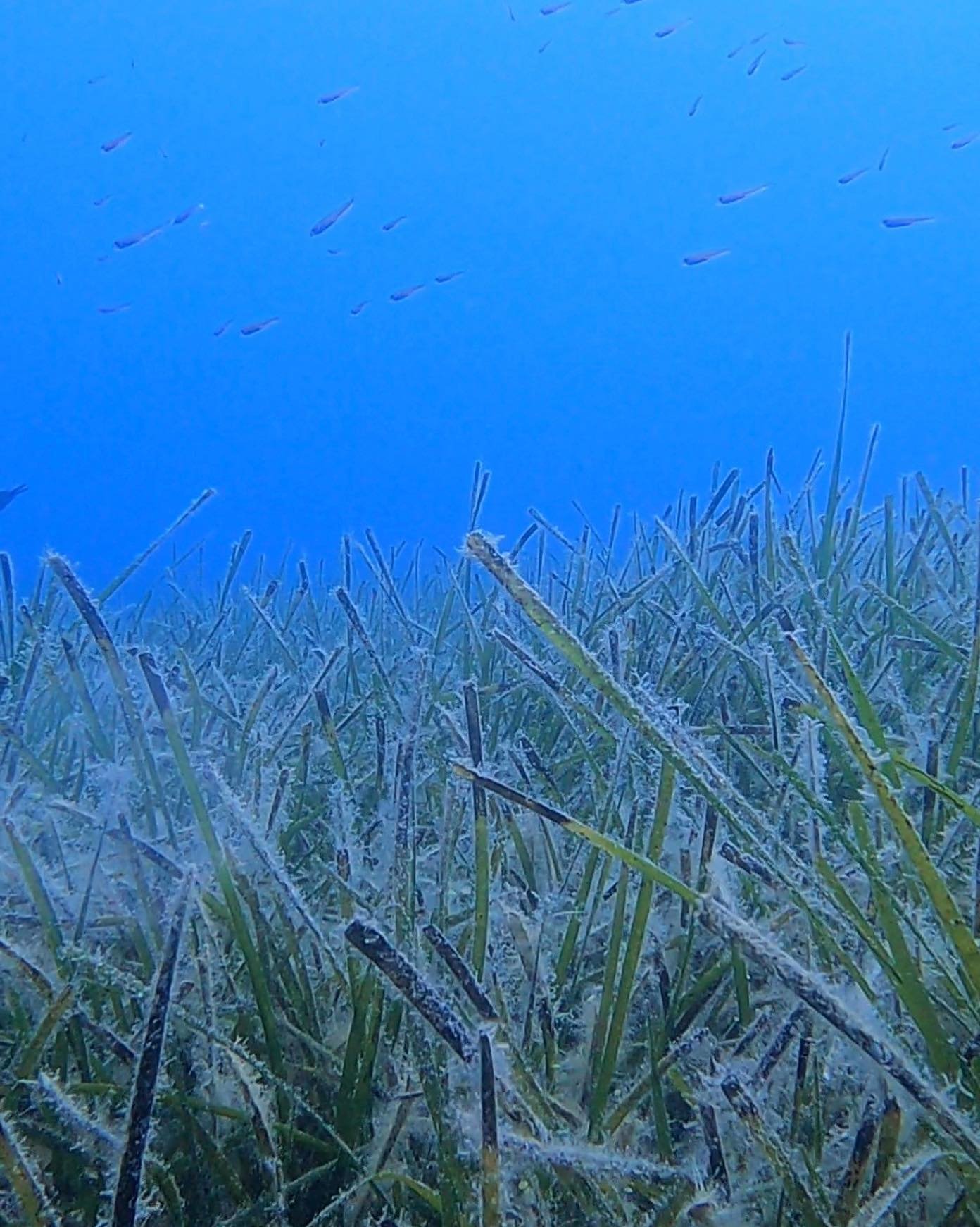 🌱Being up close and personal with Seagrass means we should probably get to know it first (it&rsquo;s only polite).

🌍Today is the day to celebrate seagrass all over the world - as we should, because across the 70(+) species, it&rsquo;s just about e