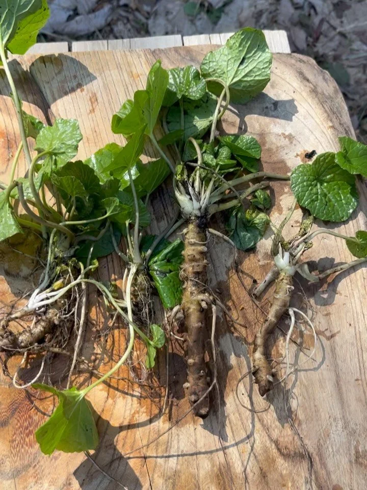 天然わさび
Wild wasabi