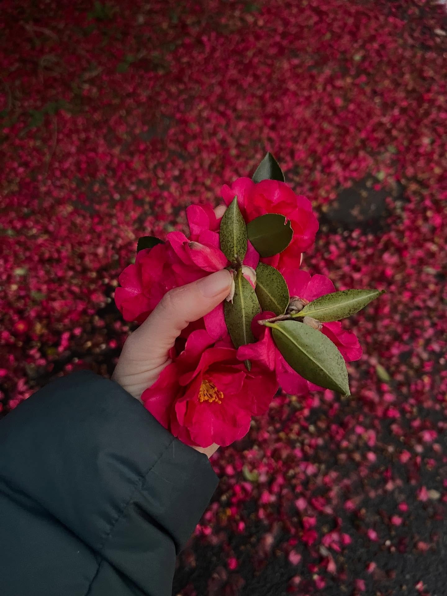 Some fuyu moments for steeping in ❄️

(Slide 6 &amp; 8 is when I had a bad ear infection that took me out on my birthday, so gathering with friends got &ldquo;canceled&rdquo;. But my friends still decided to show up anyway, right up to my snotty futo