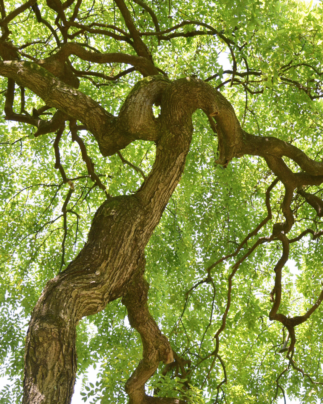 Der Honigbaum als Hoffnungsträger