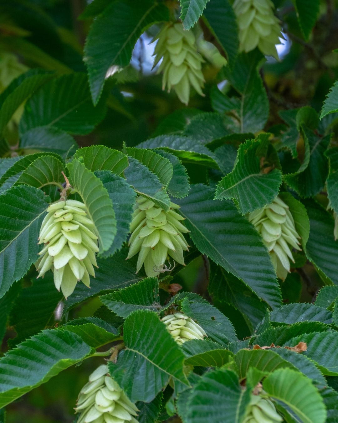 Stark, schön und  sturmfest: Die Hopfenbuche