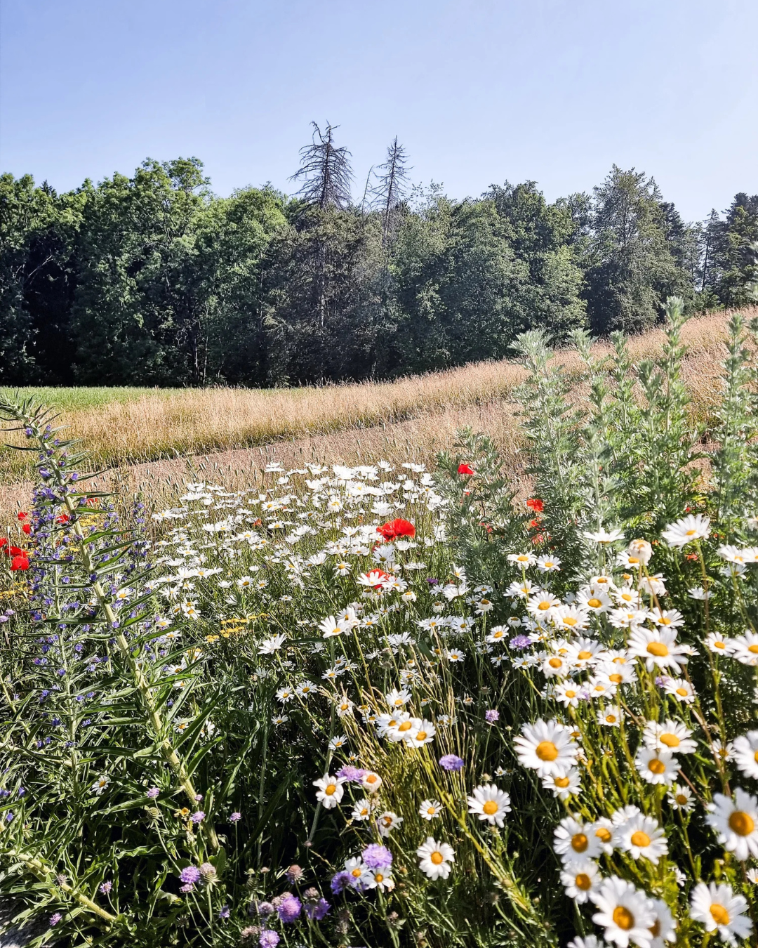 Von artenarmer Wiese zu mehr Biodiversität