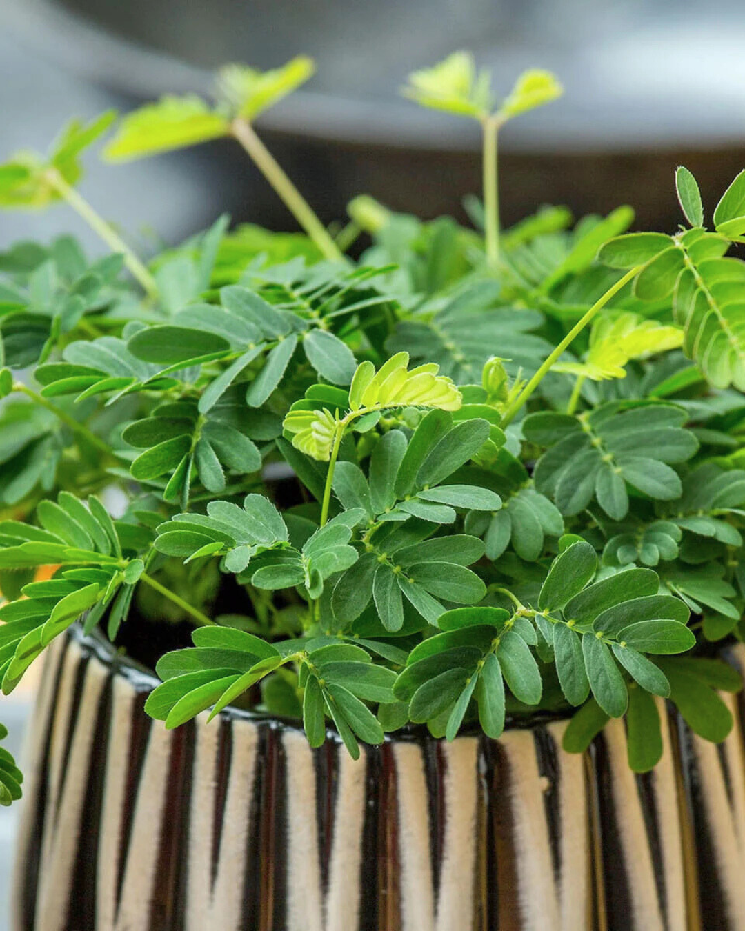 Wurzeln, Tricks und leise Taktiken