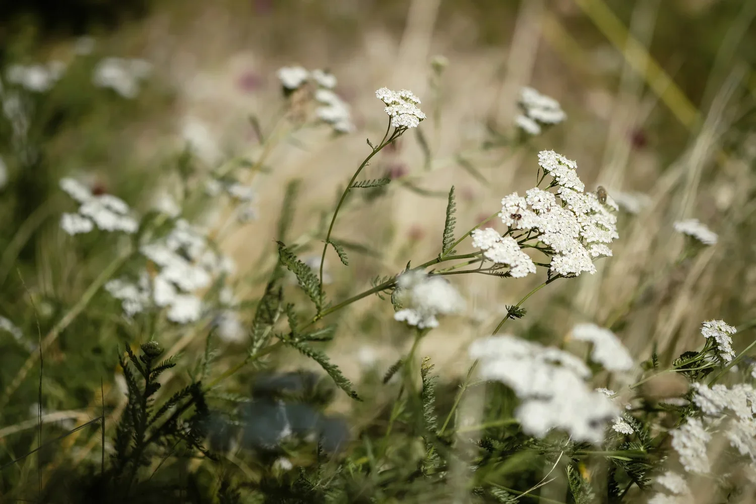 Blüten