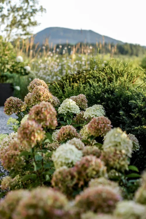 Blüten