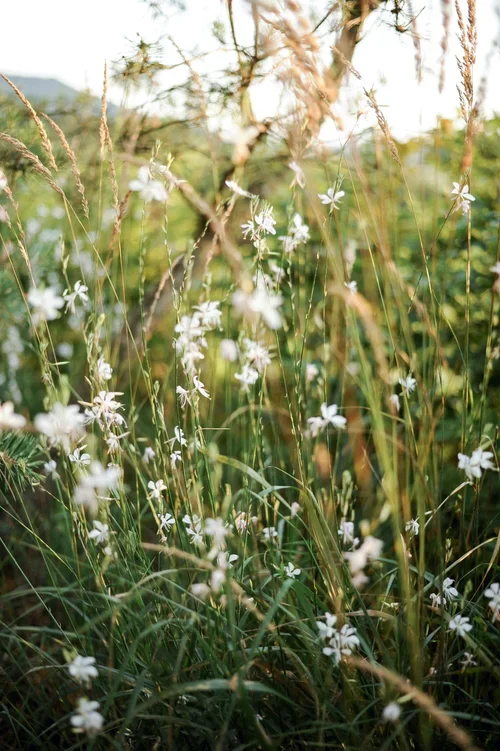 Blüten