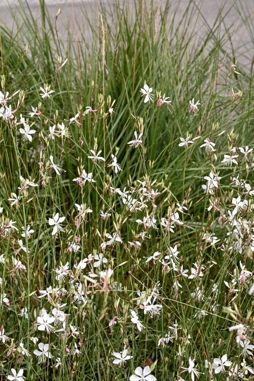 Blüten