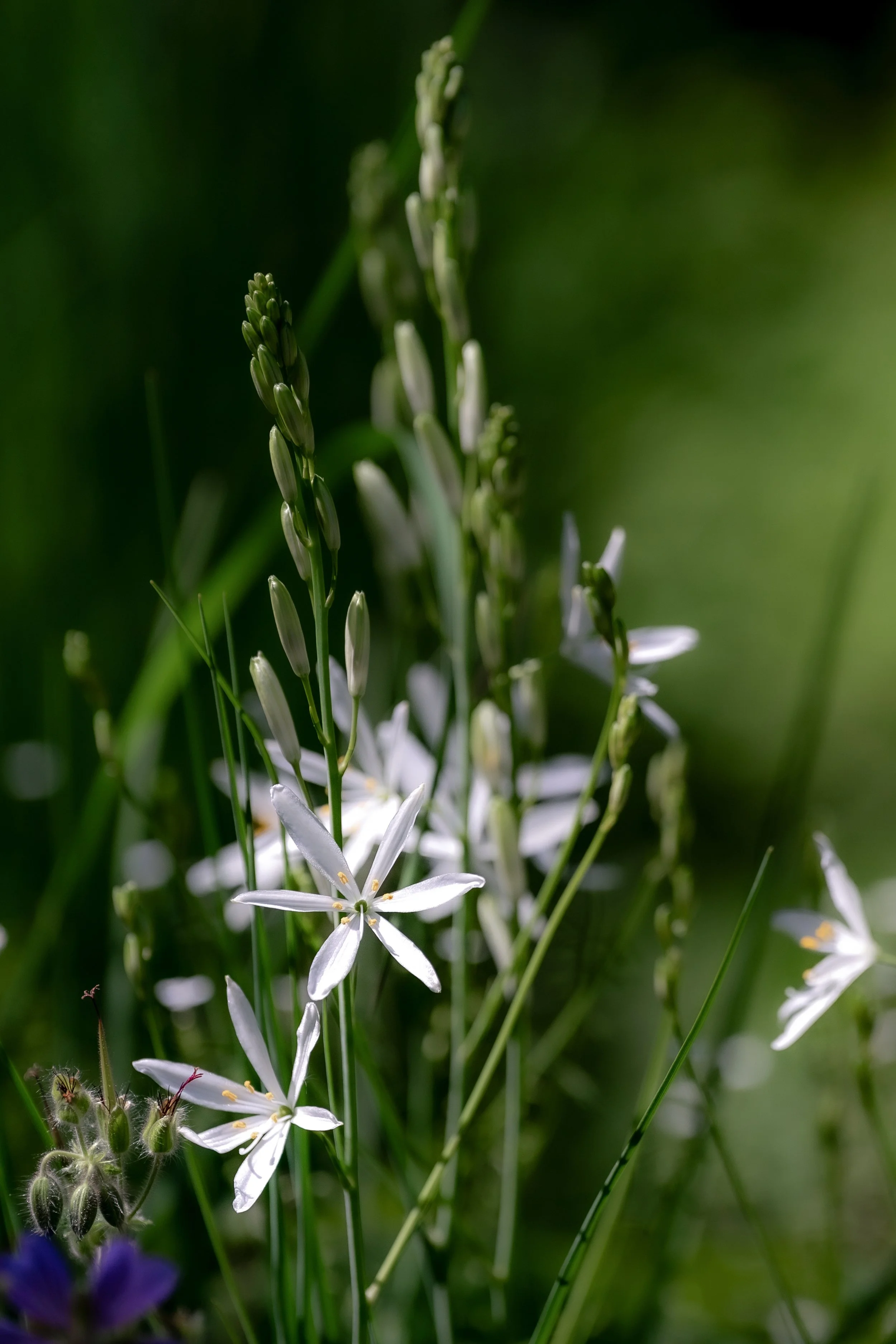 Blumen