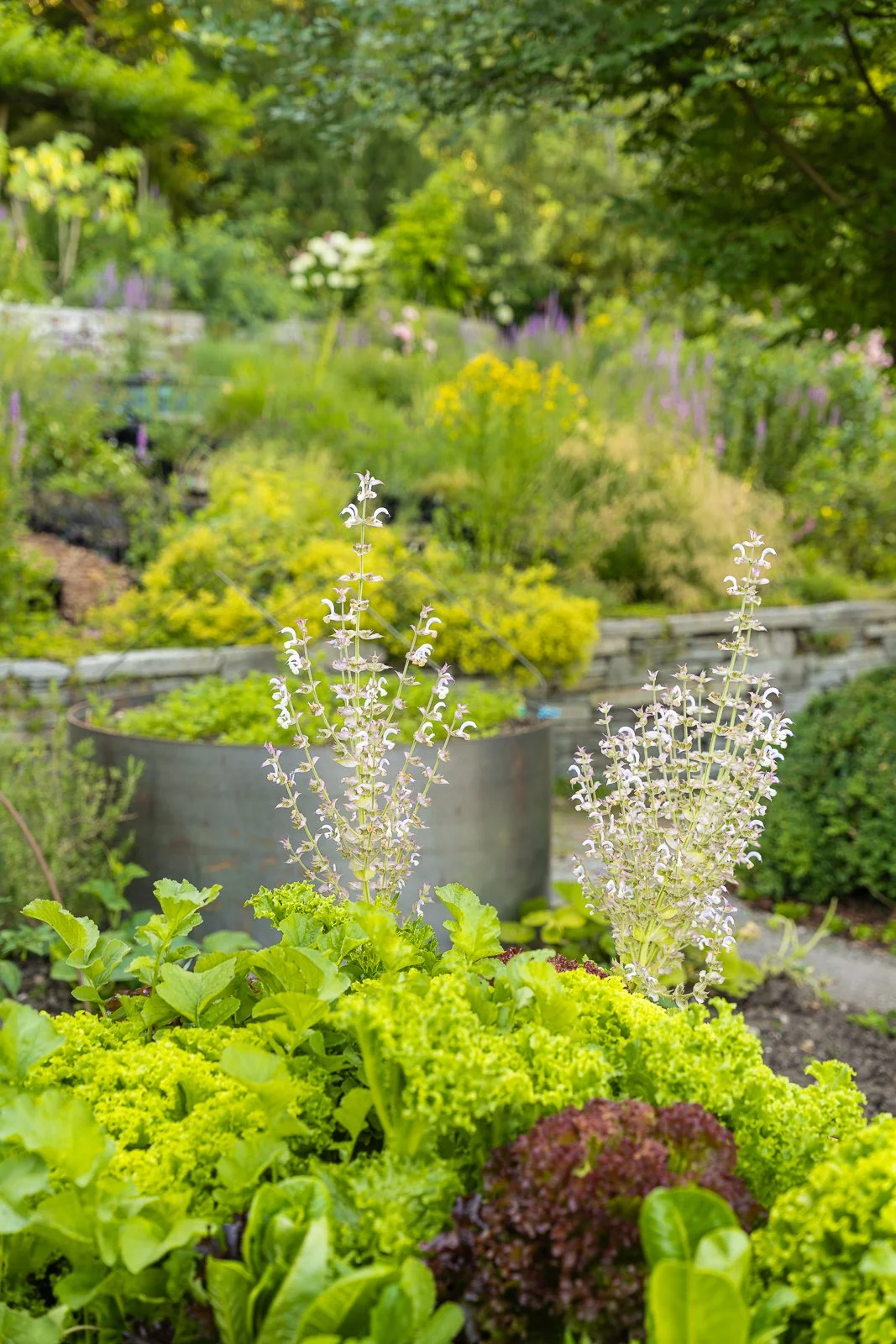 Gemüsegarten