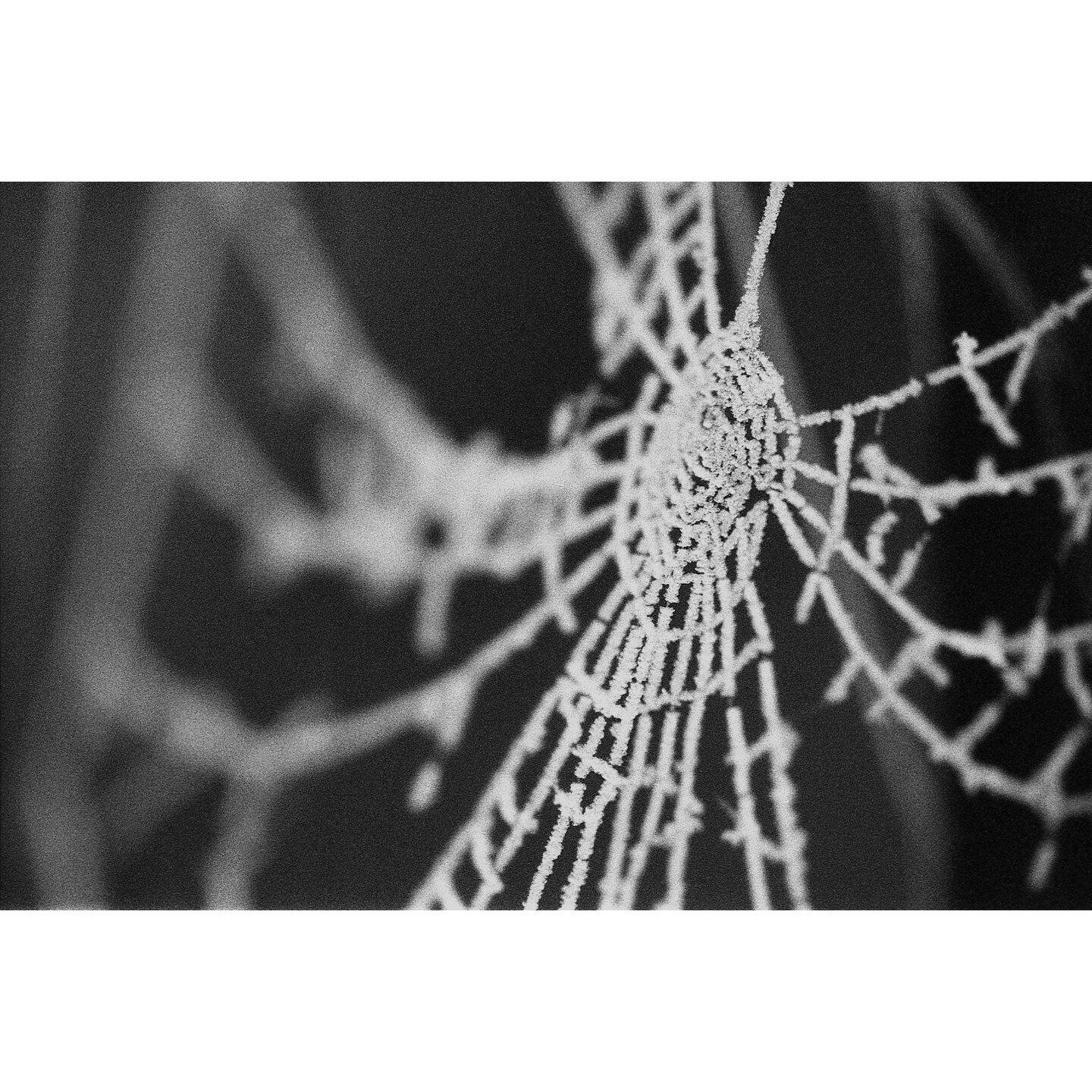 Frozen Web - Contax RTS ii - @zeisscameralenses 100mm Makro f2.8, @ilfordphoto Delta 3200 shot at 6400, developed at @campkinscameras post in @affinitybyserif