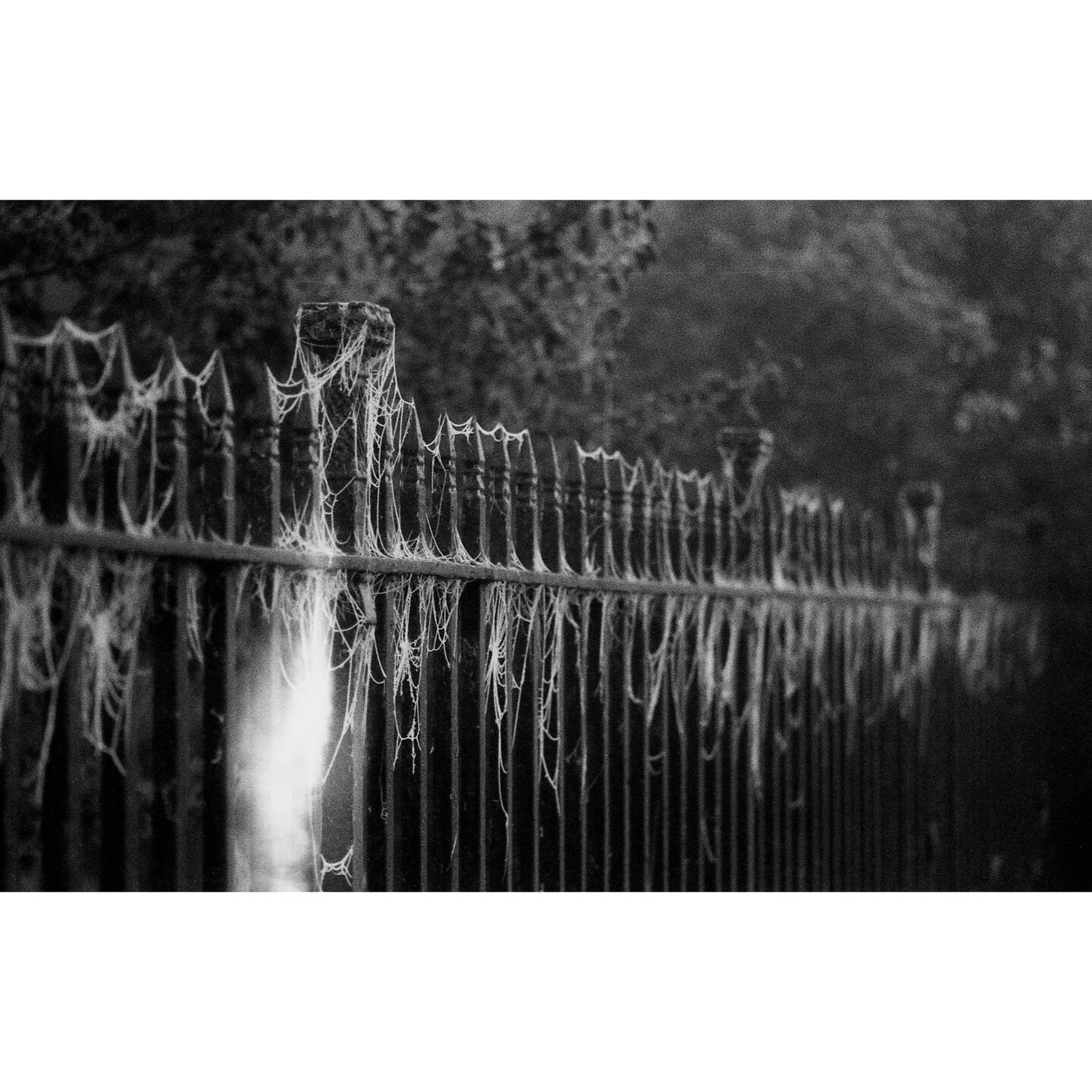 Frozen Webs On The Church - #ilforddelta3200 film shotat 6400#contax RTS ii, #zeiss 100mm Makro - Developed at @campkinscameras - This frame and a few others were creased, hence the flare - post in @affinitybyserif