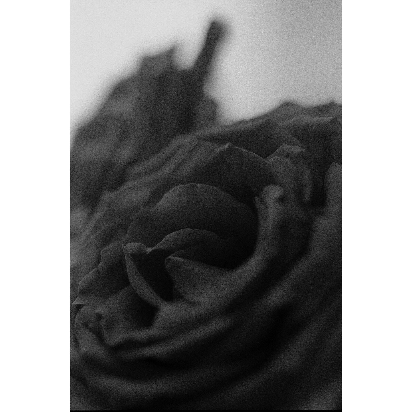 Rose - Contax RTS ii, I think it was the 100mm 2.8 Makro. @ilfordphoto 3200 at 6400 #ilford3200 #ilford3200delta #shootfilm #contax #contaxrtsii #zeiss Developed at @campkinscameras - post in @affinitybyserif