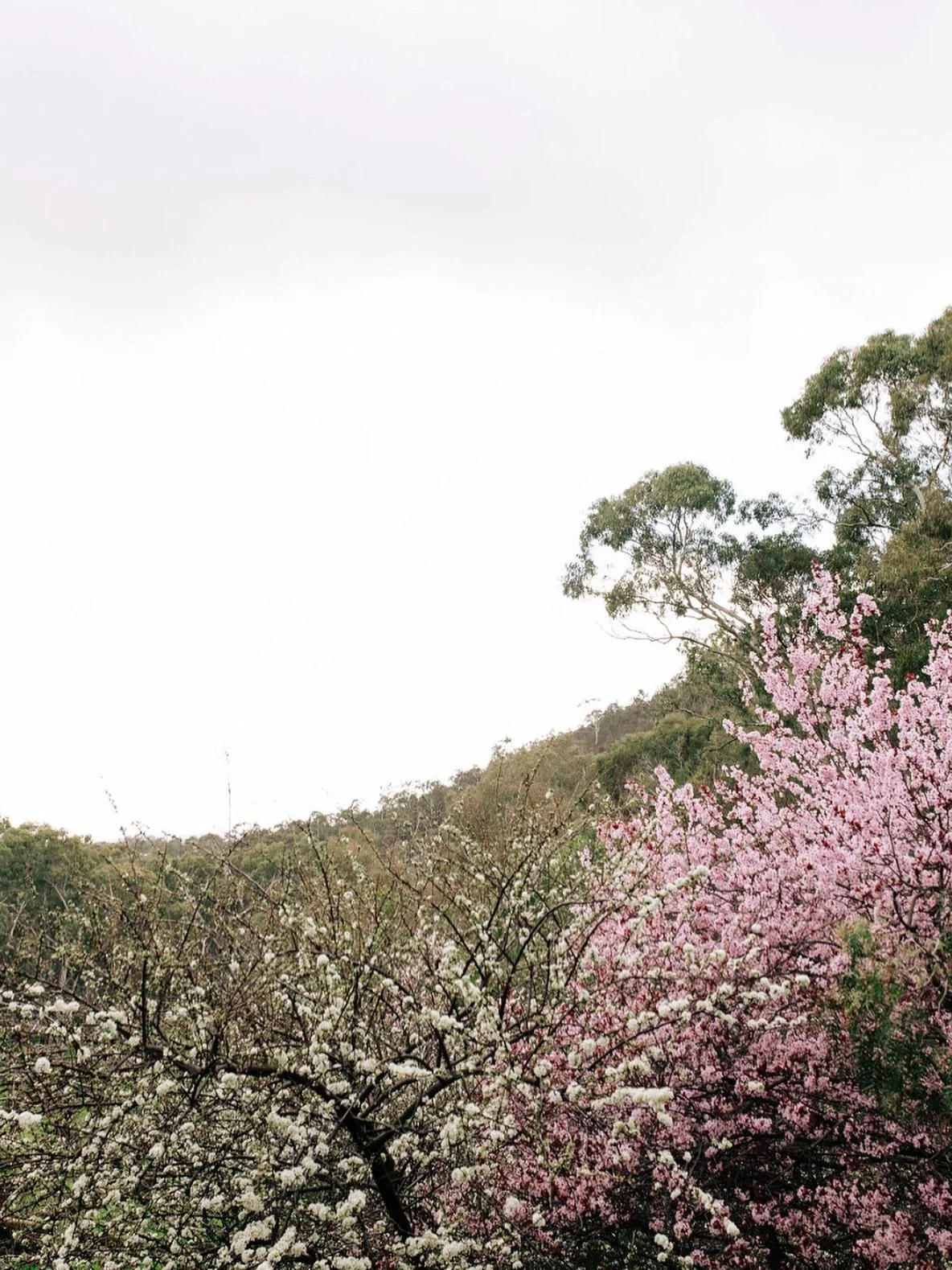 Spring at Marybank 🌸

Wisteria in bloom, gardens buzzing, and golden light stretching into the evening.

It&rsquo;s that time of year when everything feels a little softer, a little slower; and a little more magical.

Planning a spring wedding? Let&