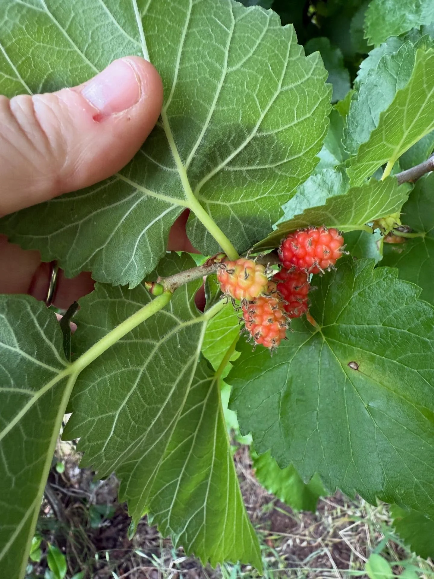 Hoping for ripe mulberries this Christmas 🎄