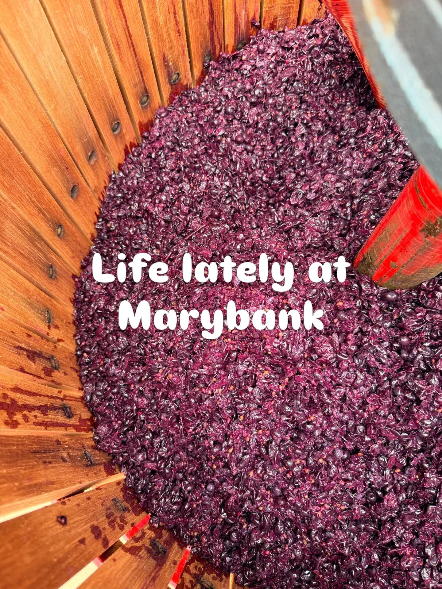 There&rsquo;s a bit of everything happening here at the moment&hellip; 

We pressed our Shiraz yesterday, which always feels like such a moment.
Billys put in a lot of work leading up to it, and then suddenly&hellip; it&rsquo;s done.
Now we wait.

Mo