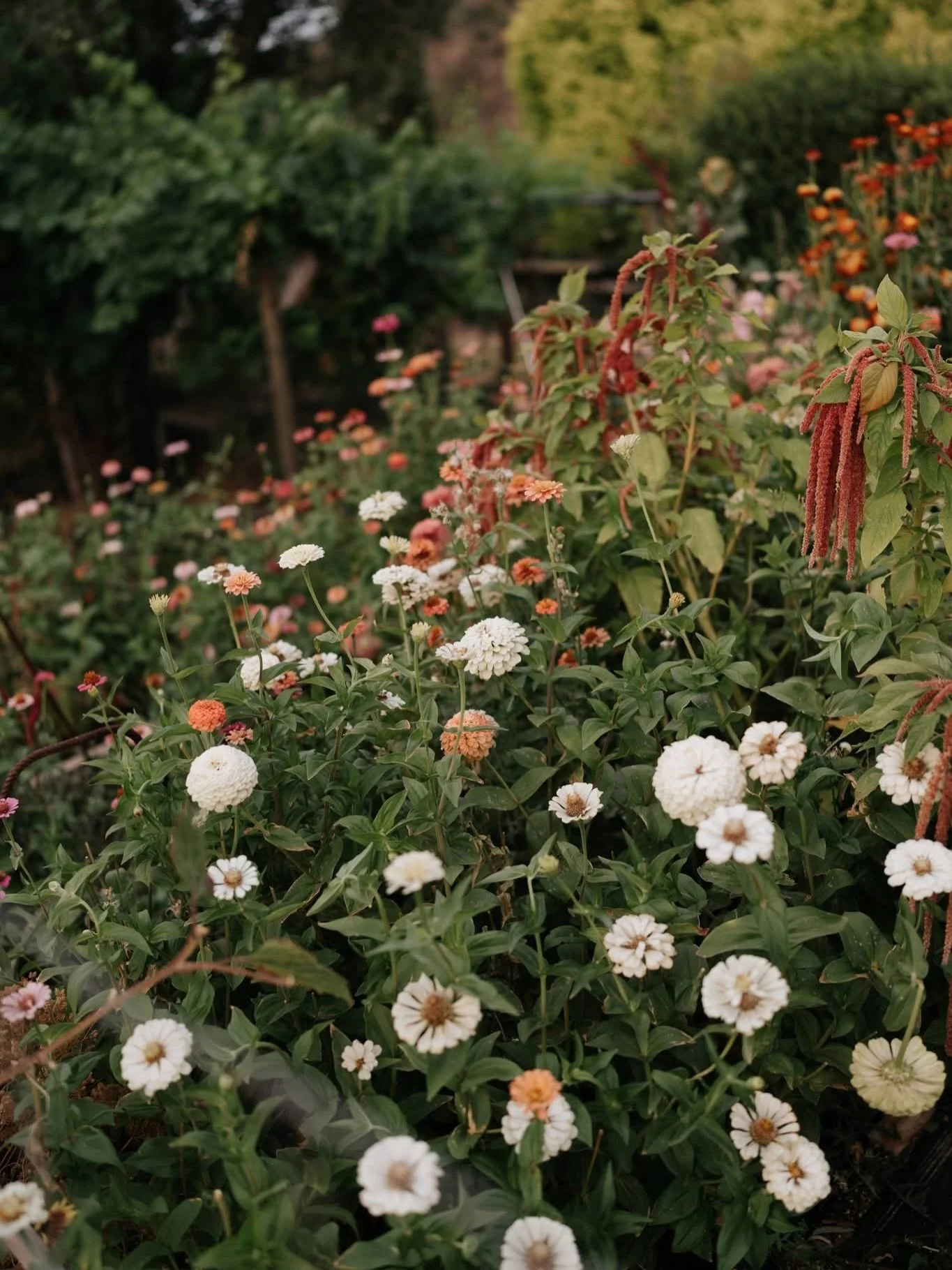 The gardens at Marybank.

We love them more than we know how to say. Every path, every bloom, every quiet corner that catches the light just so.

And then; to watch someone else walk through them on the most important day of their life.

It is someth