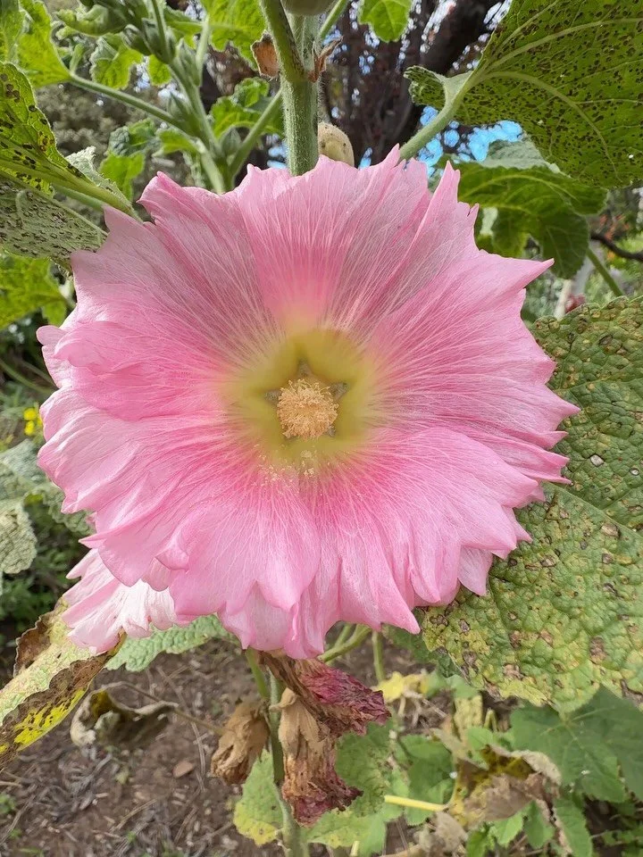 Some snaps of what&rsquo;s flowering in the garden. 🪏