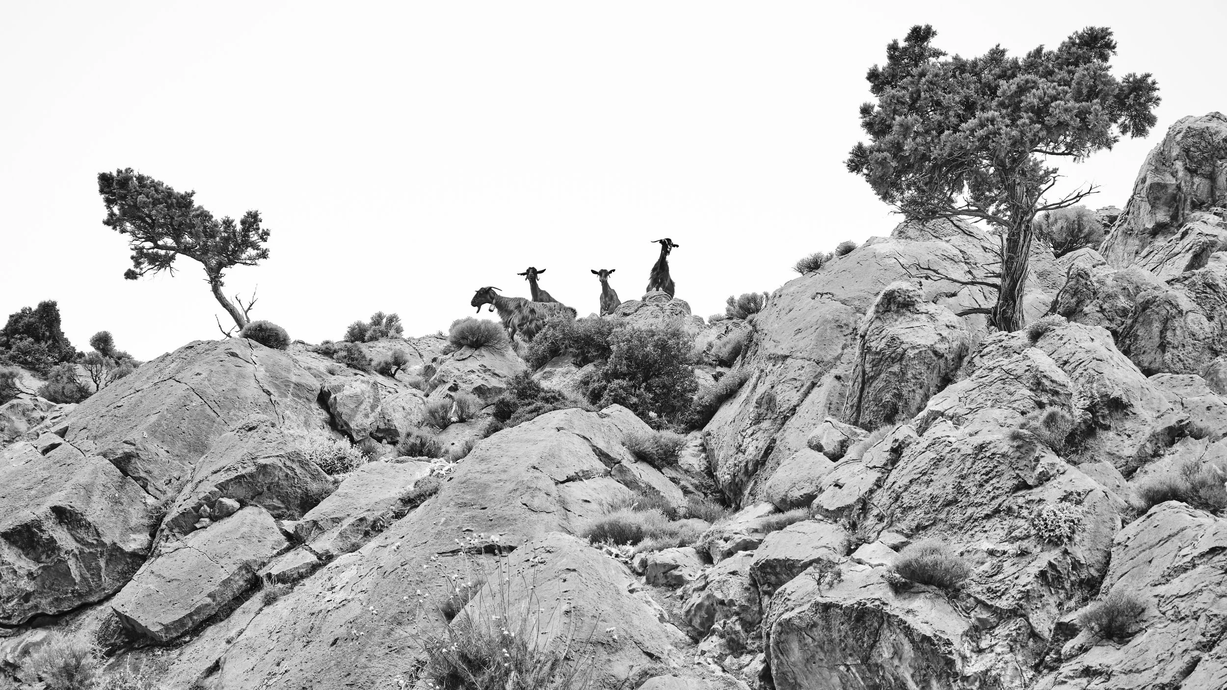 Black and White Gallery