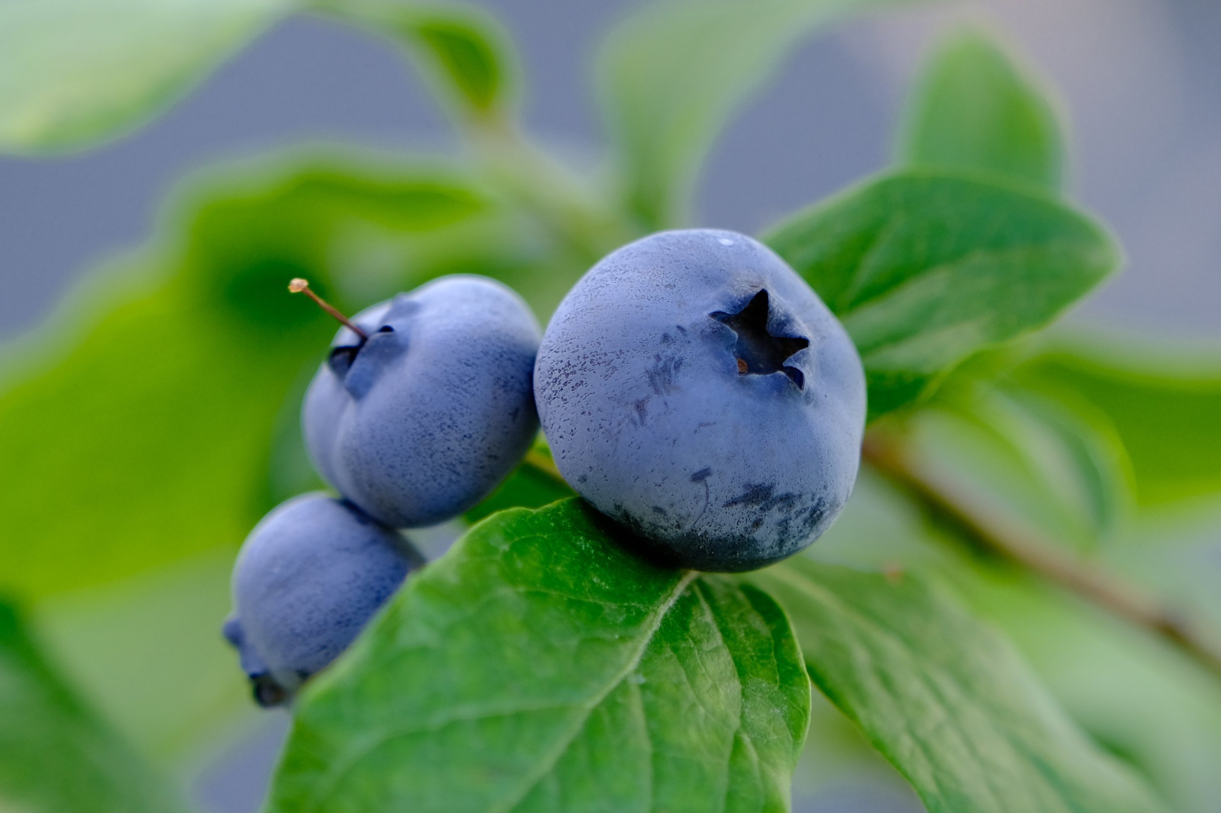 Wild Blueberry Smoothie for a Happy Gut