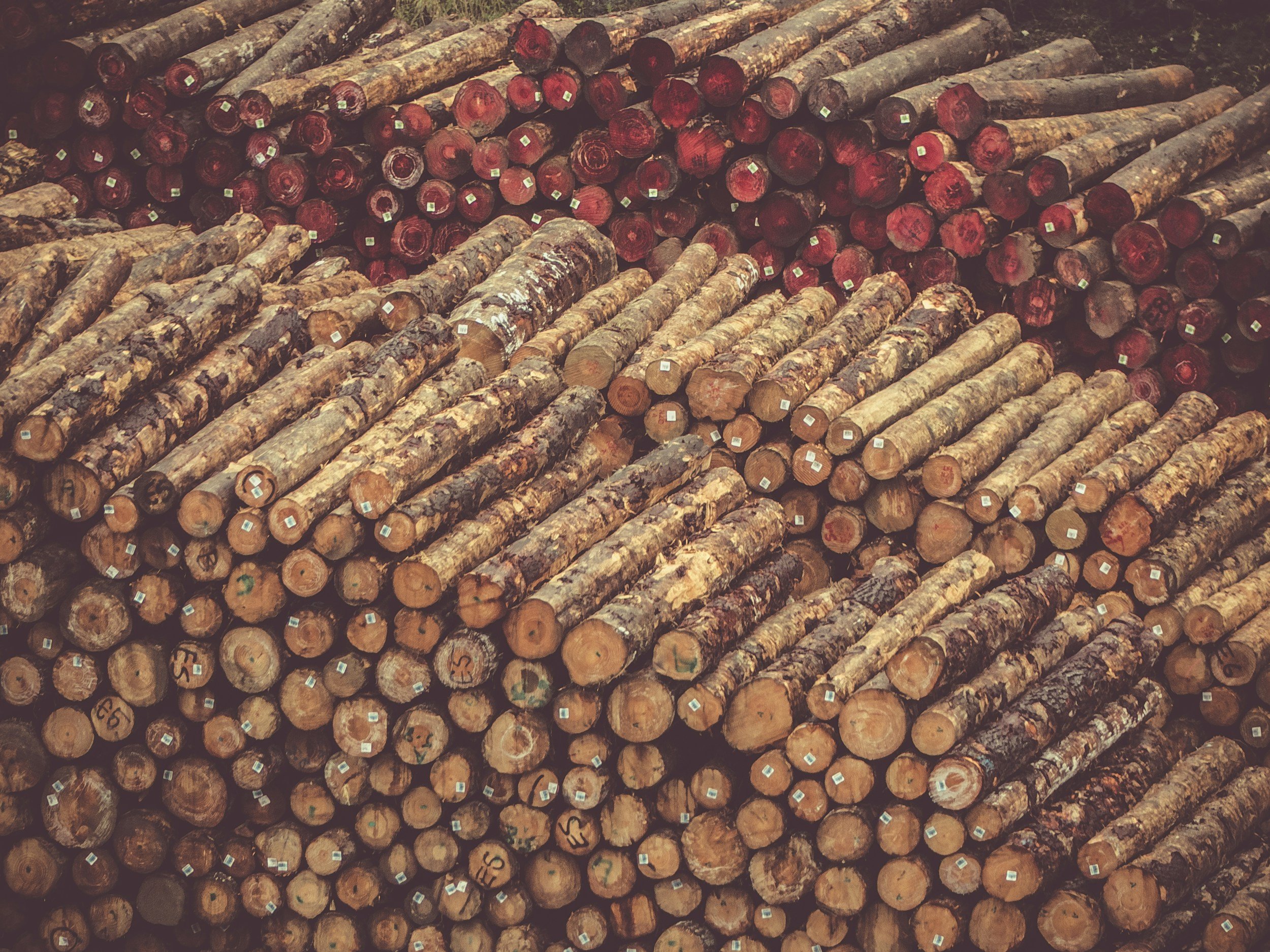 Stacks of cut logs arranged in rows, with some logs marked with white labels.