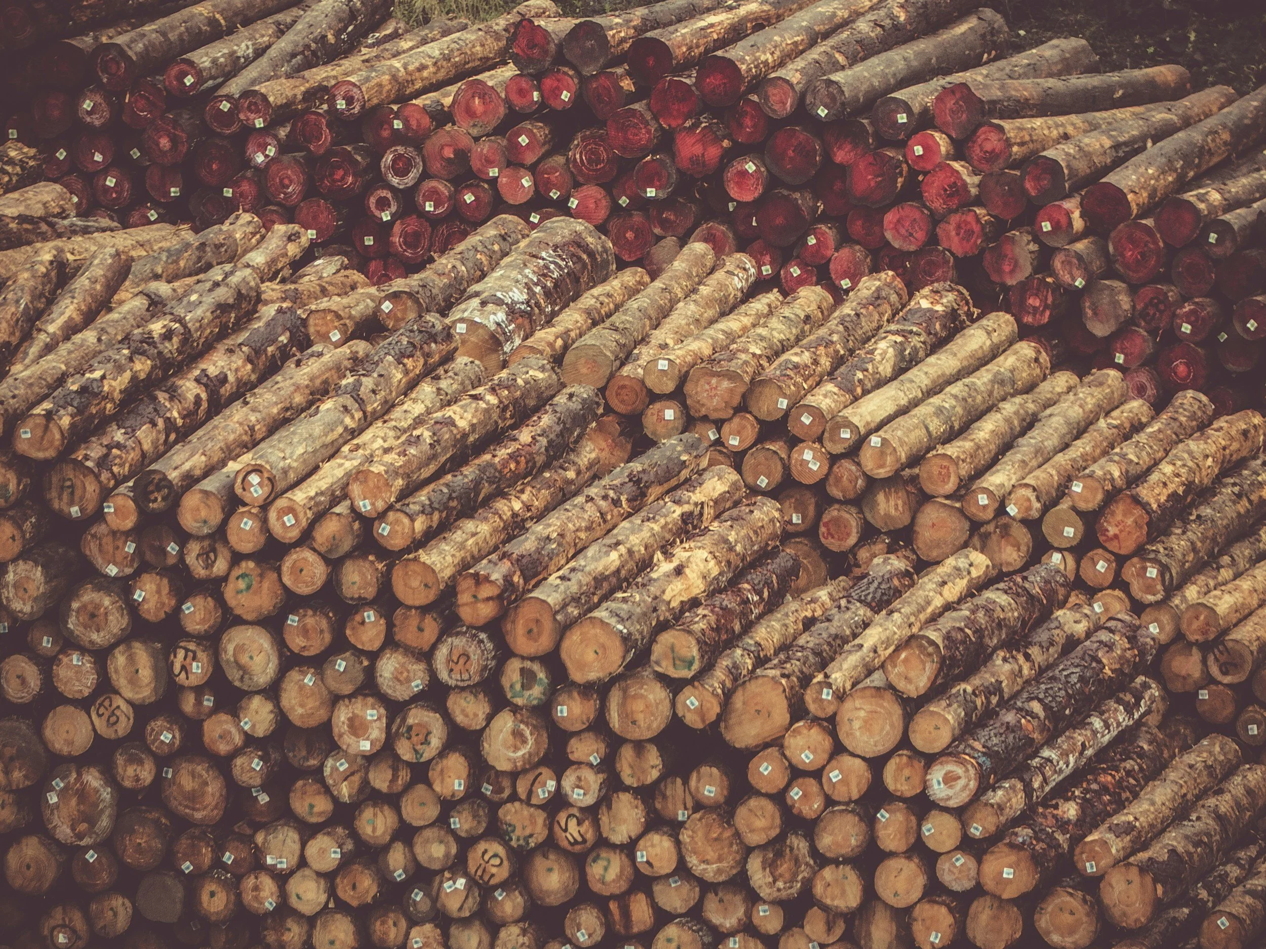Stacked logs of different sizes and colors, with some painted ends and small white labels.