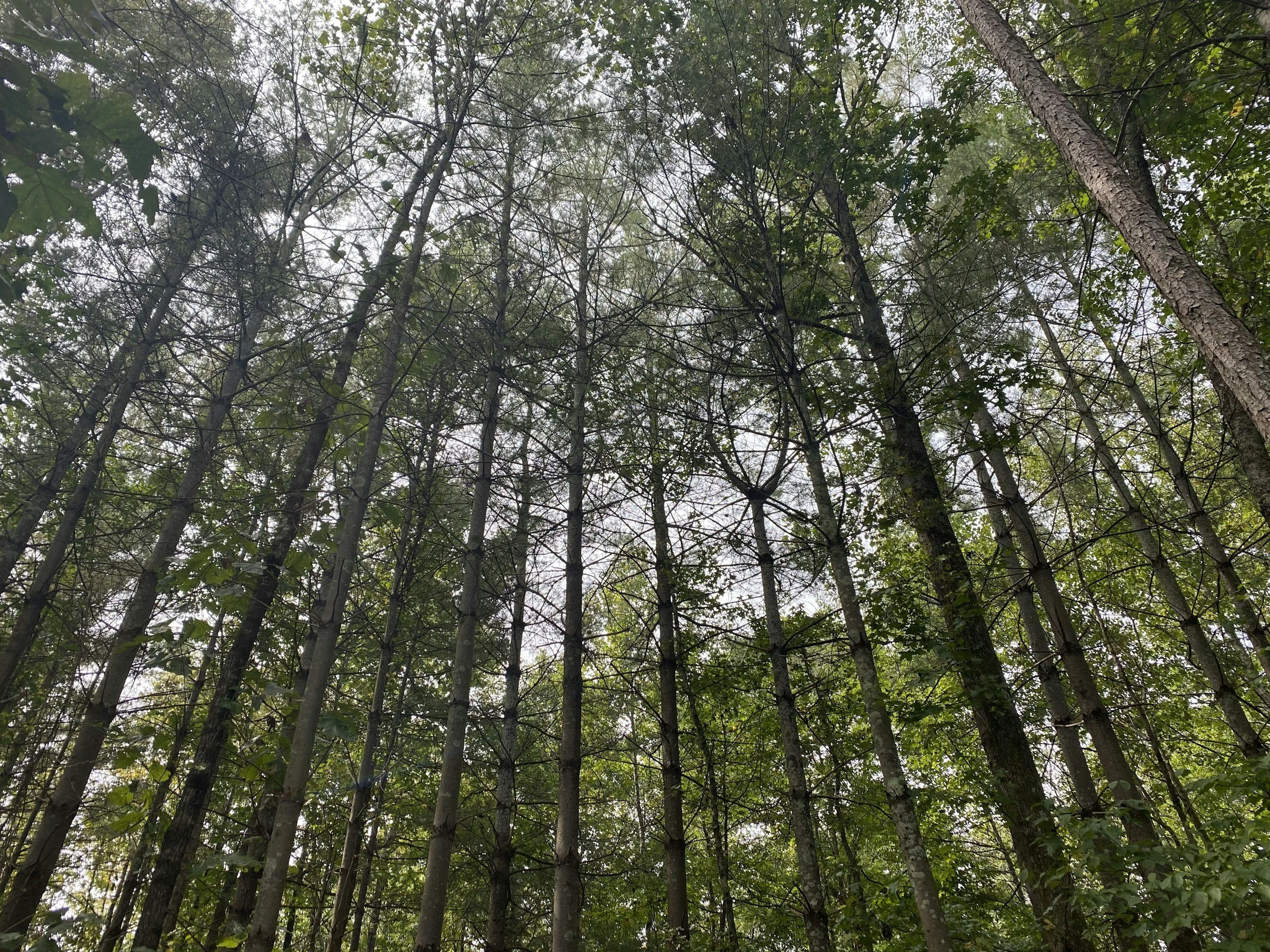 Looking up at tall trees with thin trunks and green leaves in a forest