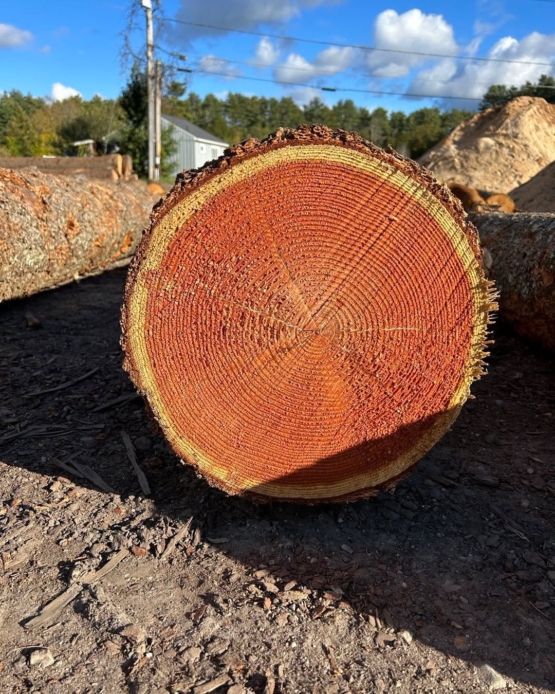 Not oft seen in these parts&hellip;take yer guesses.