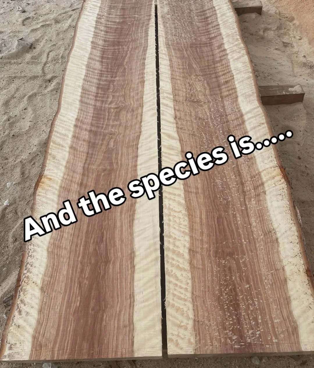 And the species is....
Rarely seen to grow to this size! We're thrilled we got to mill such distinct lumber and hope the new owners of these beautiful boards are just as excited! 
#lumber #custommilling #milling #lumberyard #localbusiness