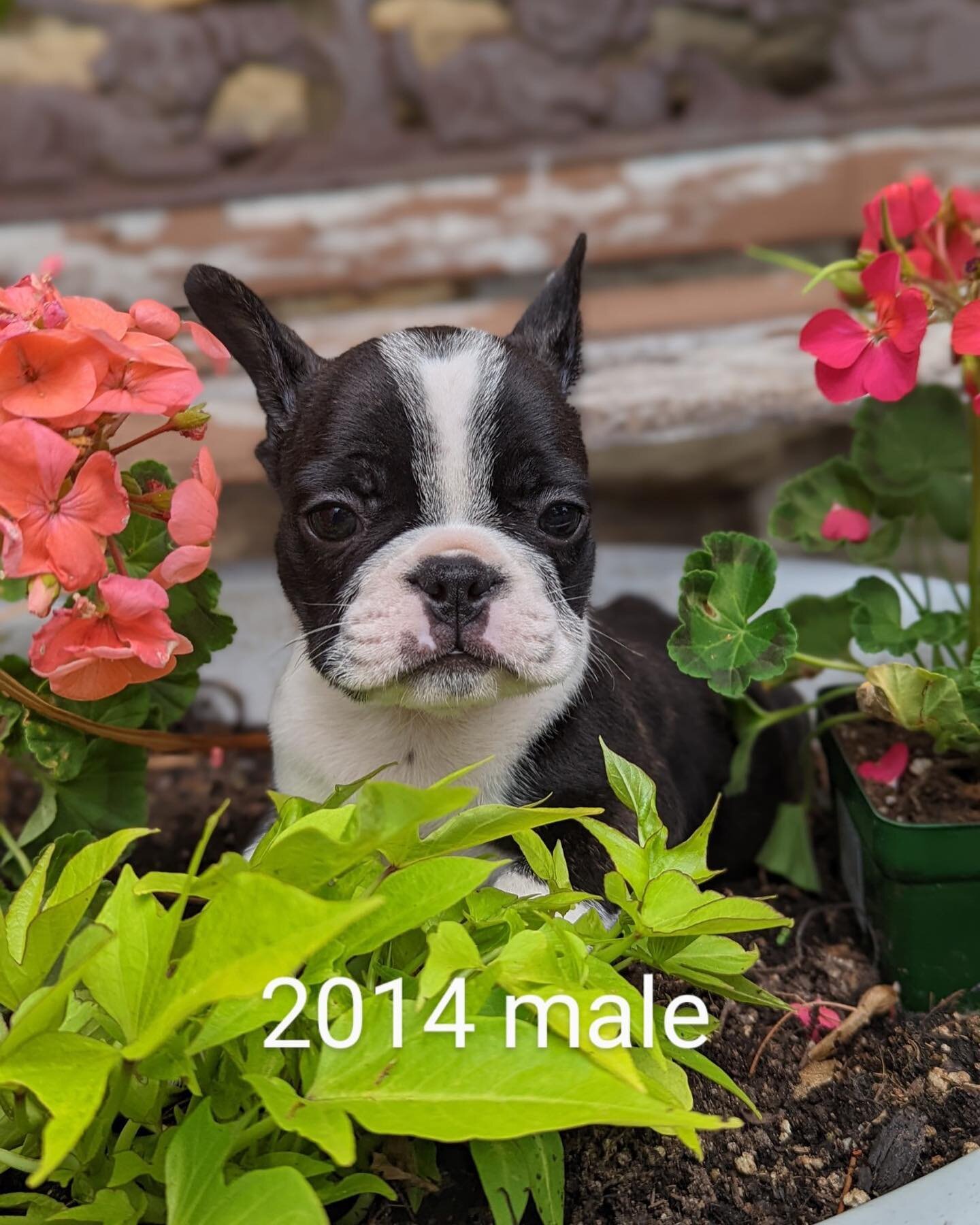 #photodump #frenchbulldog #puppies #frenchiesofinstagram #frenchie #frenchielove #puppy #puppylove #puppylife #lovewhatyoudo #frenchbulldogs #frenchbulldogsofinstagram #puppiesofinstagram #chicago #rockford #madison #milwaukee #naperville #schaumburg