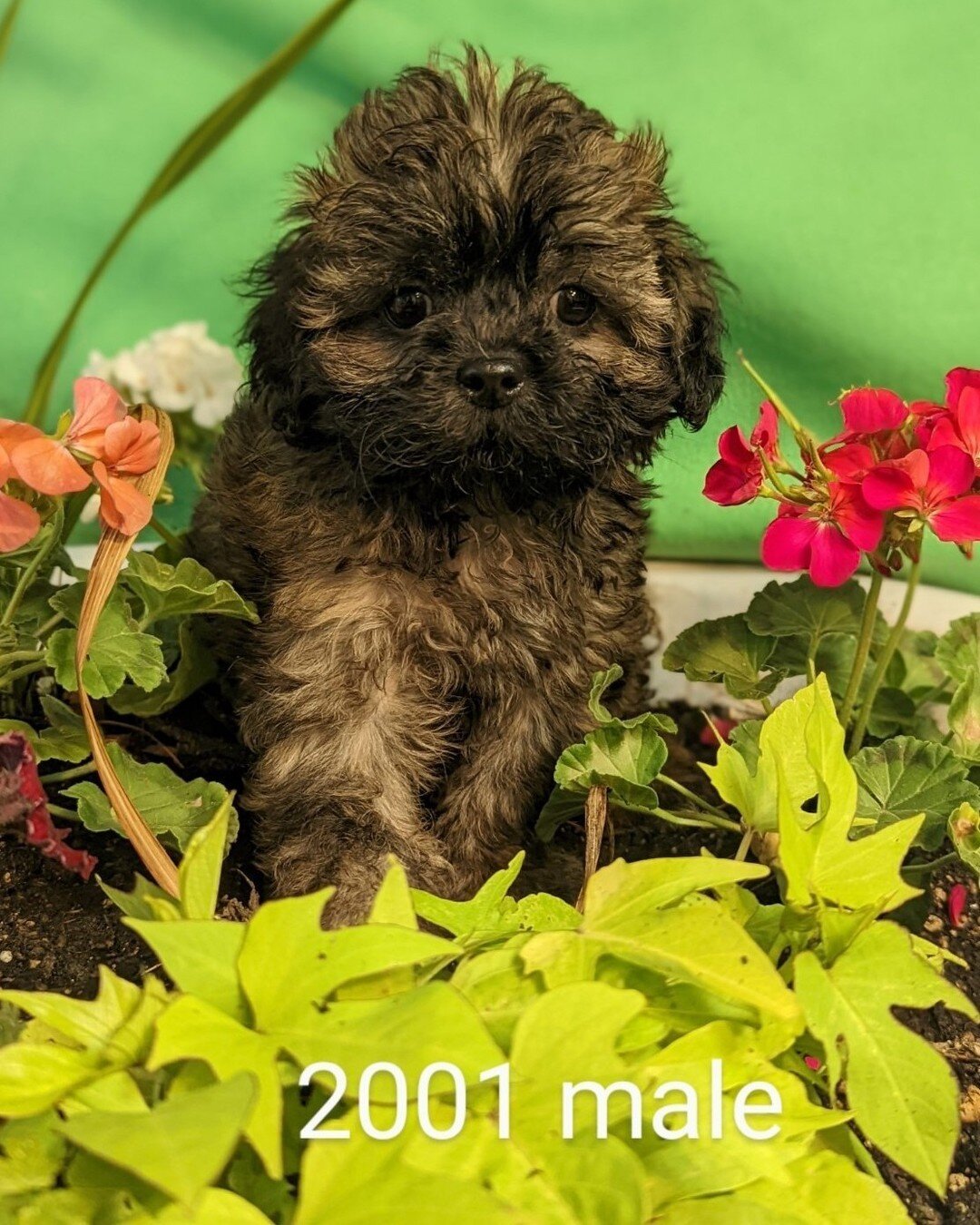 #shihpoo and #flowers #gardening with #puppies