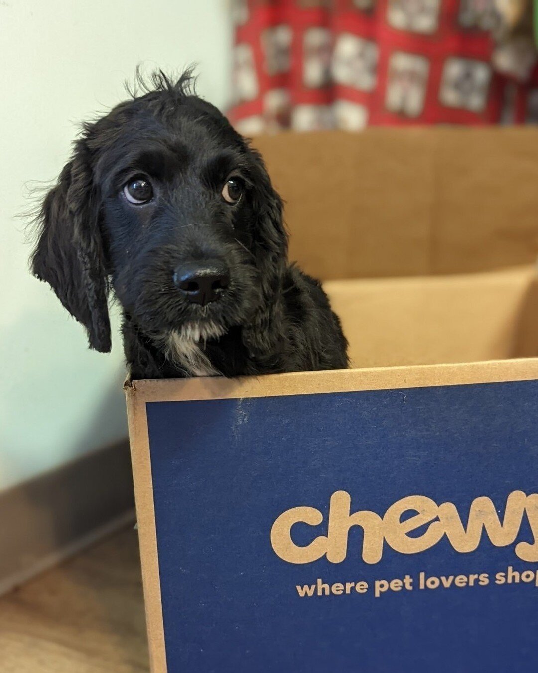 I know this is the box the #treats come in Chewy for life #cockapoo #puppy #adorable #toocute #doodle #cockapoopuppy #love #peace #blessed #lovewhatyoudo #madewithlove #madeinillinois #Dekalb #sycamore #chicago #rockford #madison #naperville #stcharl
