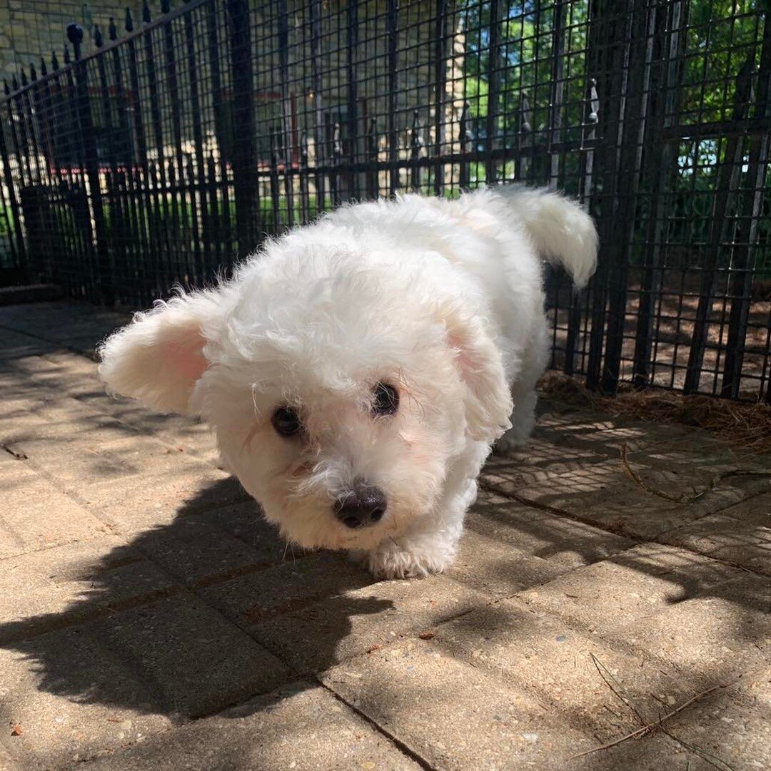 #bicon #puppies #playing #biconfrise #shade #summer #companion #adorable #cute #beautiful #puppy #bestfriends #bestoftheday #puppyoftheday #picoftheday #photooftheday #photography