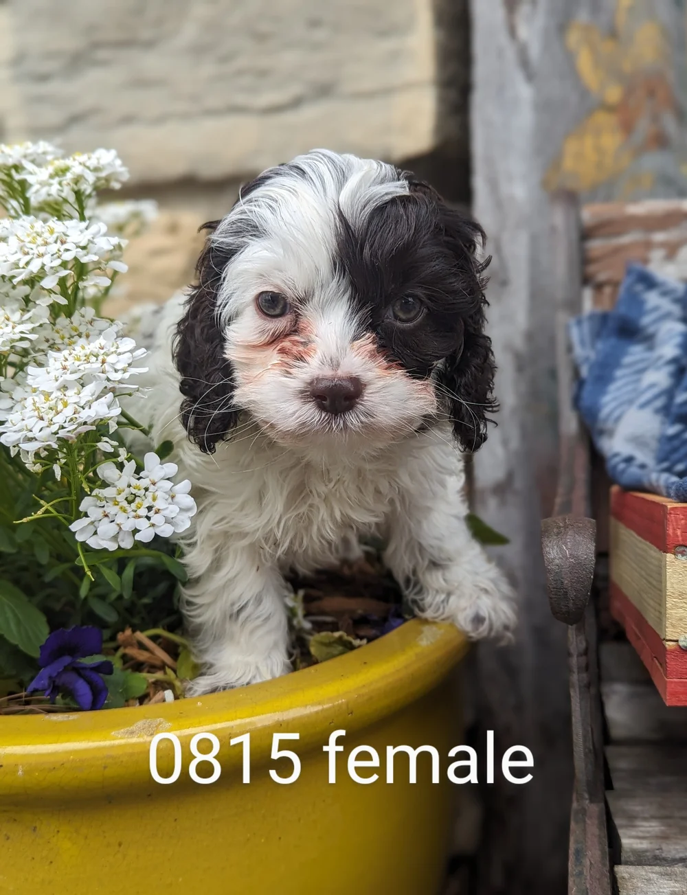 Cockapoos & Cocker Spaniels — B & C Kennels