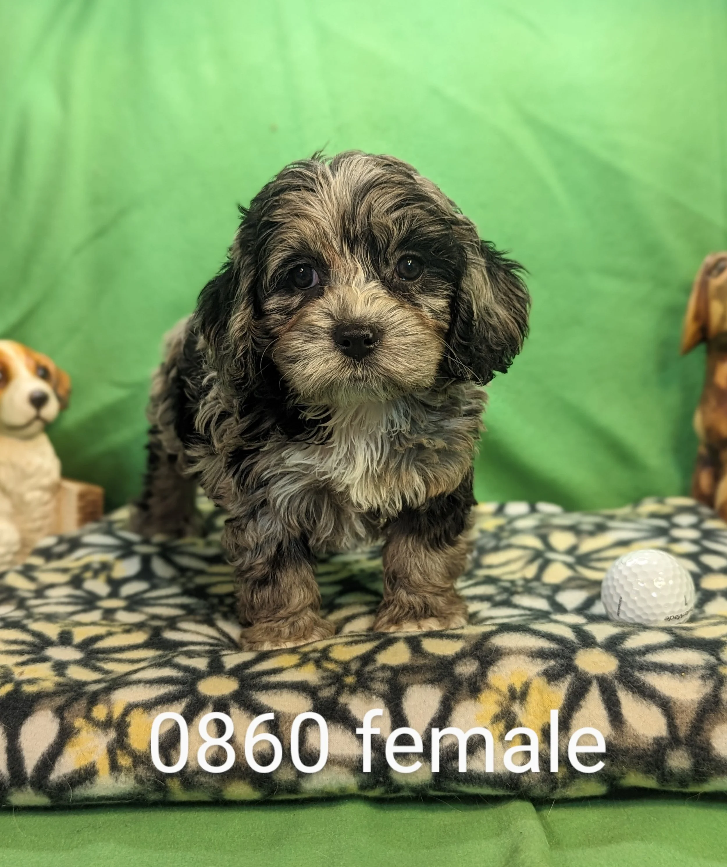 Cockapoos & Cocker Spaniels — B & C Kennels