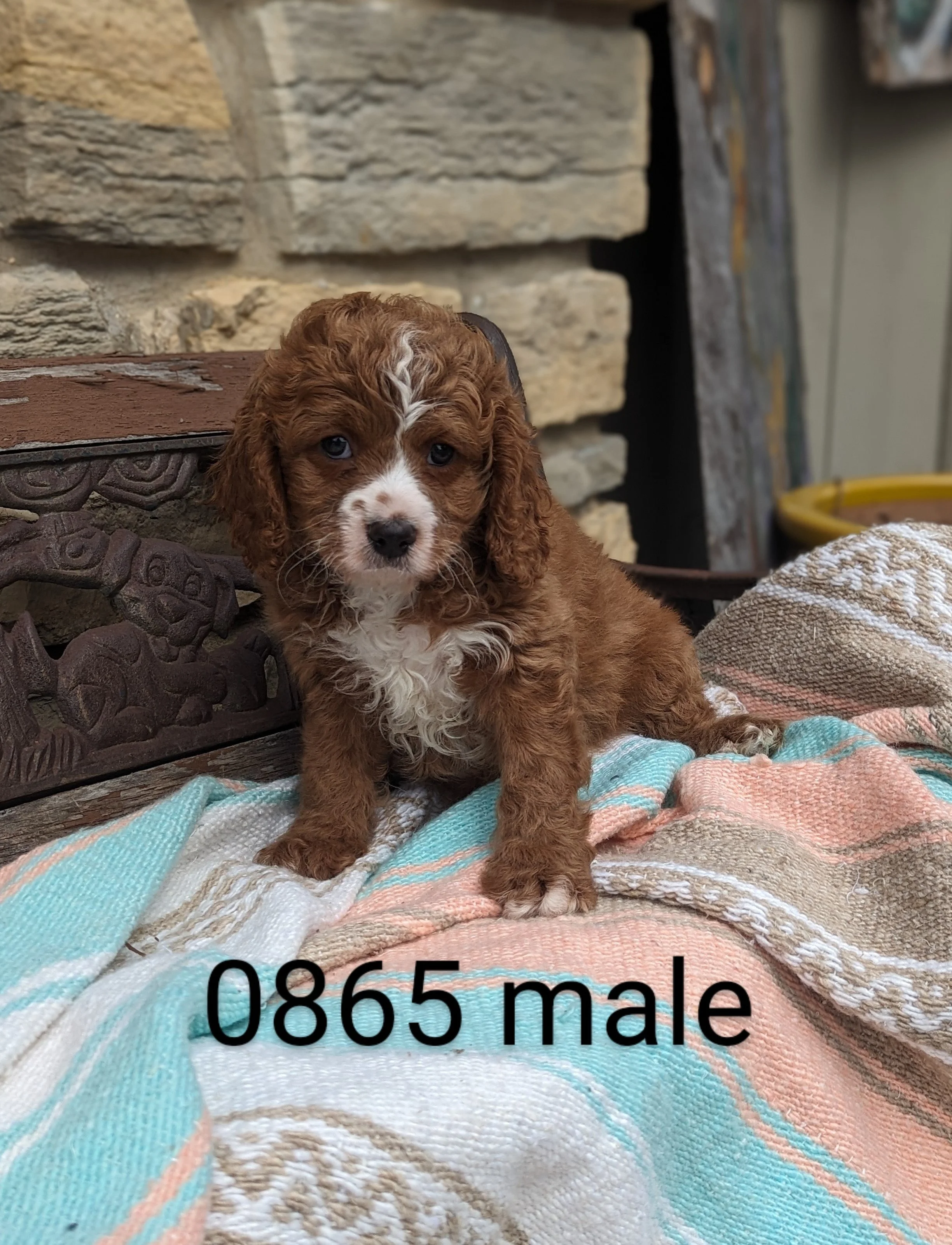 Cavacocker Cavapoos, Cavachons, & Cavaliers — B & C Kennels