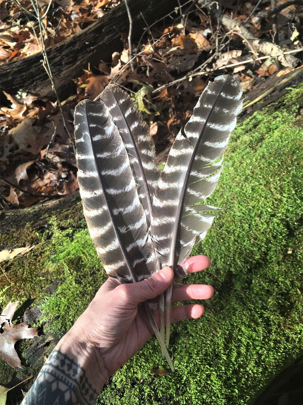 Smudging Turkey Feathers – YOUtopia Essentials