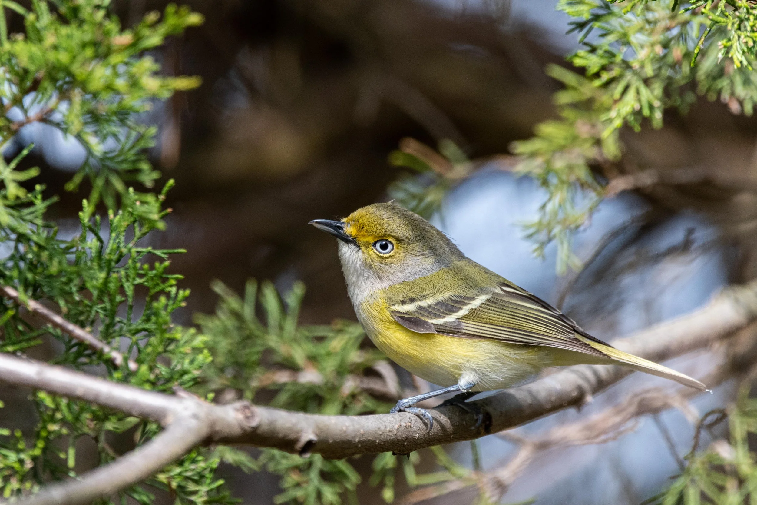 Shifting Left - How Small Teams Handle Organizational Gaps Without Breaking