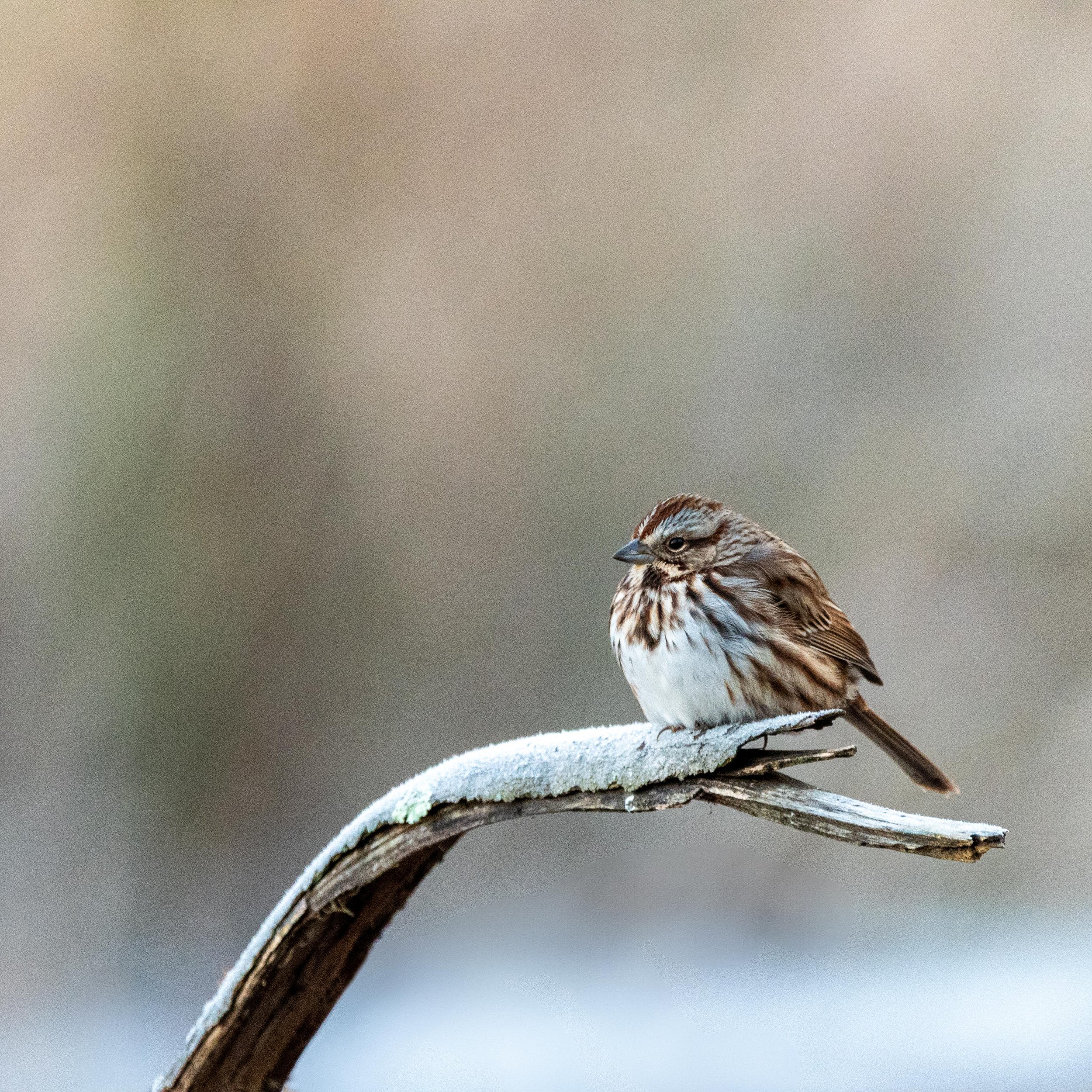 The Three Levels of AI Product Integration - A Framework for SaaS Leaders